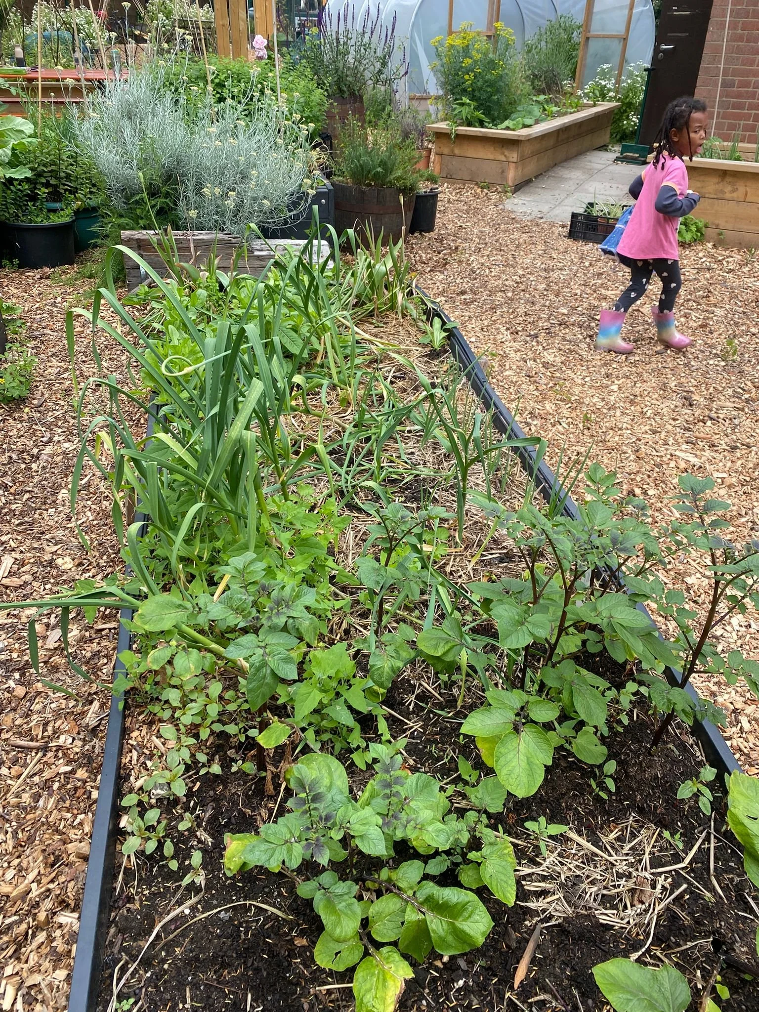 Now is the busy season of gardening. Here are the herbs and veggies grown by our young gardener Yinka. Featuring: Potato, onion, garlic,