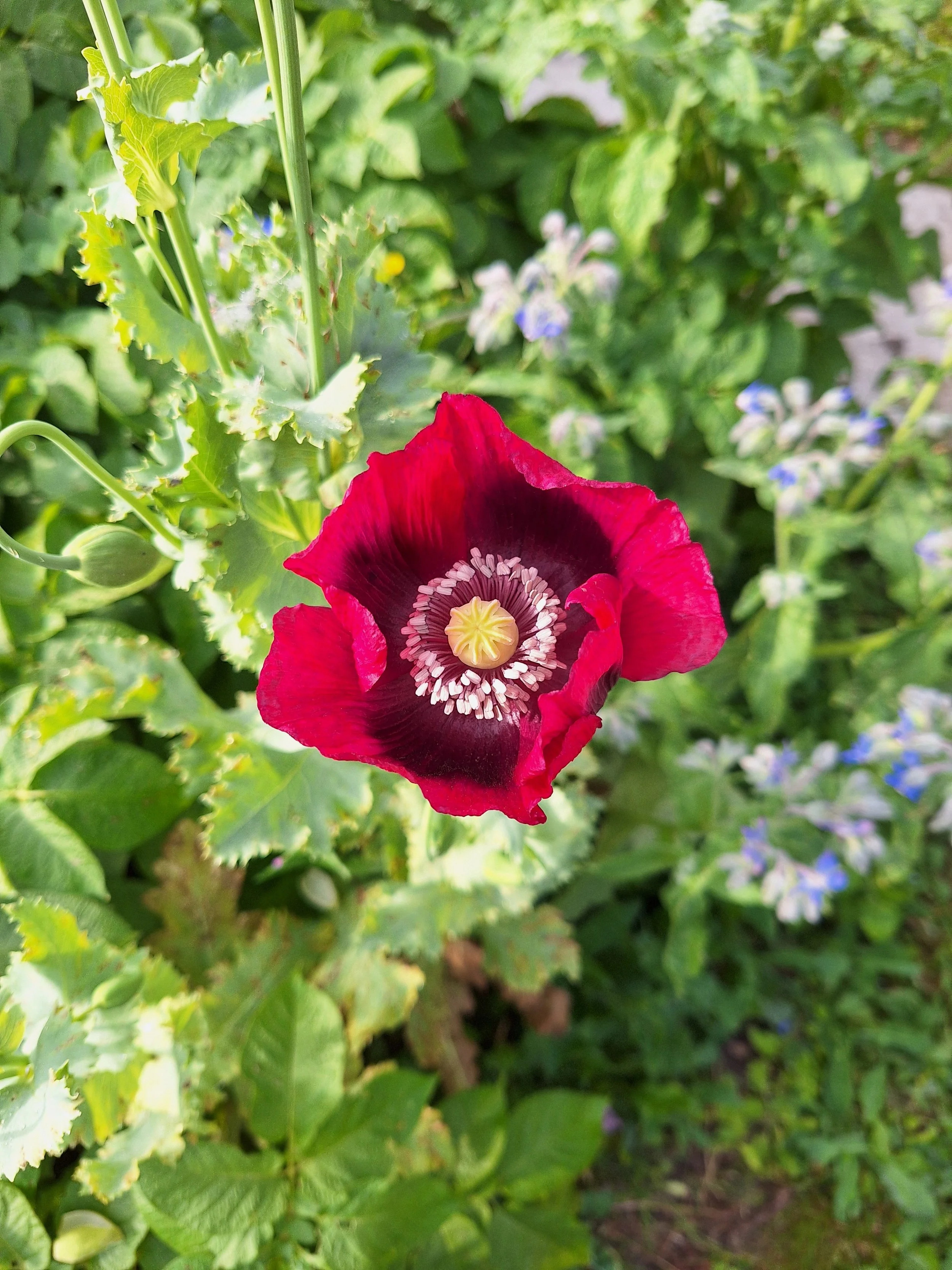 The flowers of Summer Solstice. Red poppy (wild, self-seeded by wind/bird). 