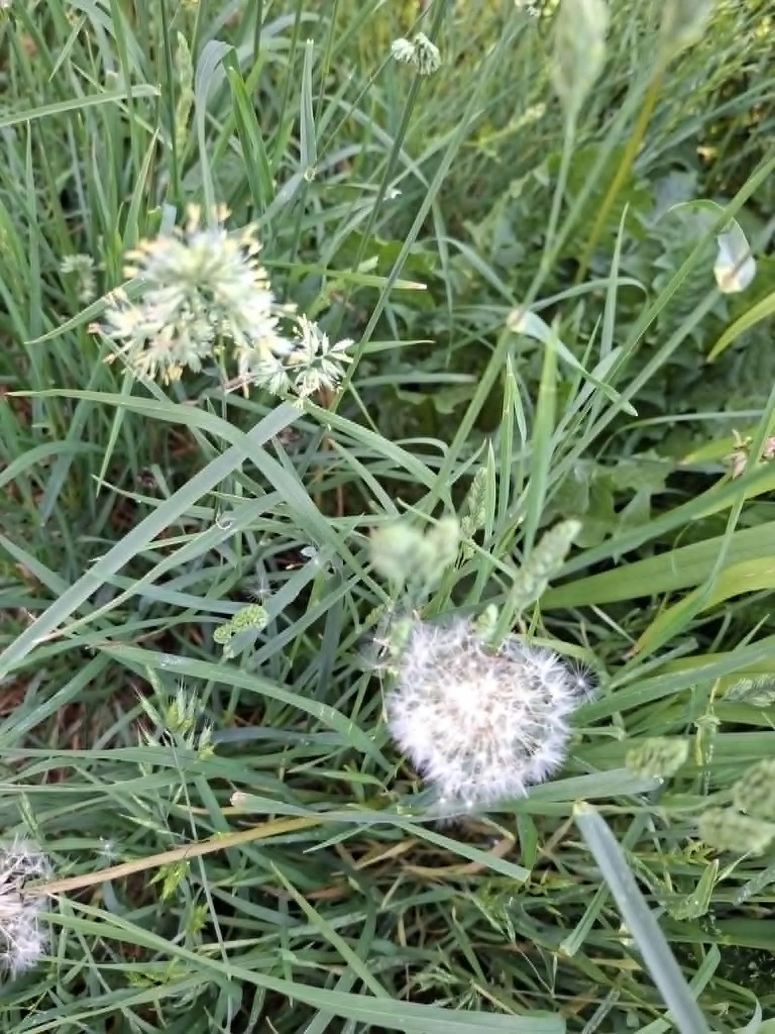 (continued) Dandelions are turning into the fluffy, seed- spreaders flying on the wind :) the air is full of sweet smells - jasmine for example (I haven't got a photo though). Submitted 13 June. By Agnieszka, from Poland.