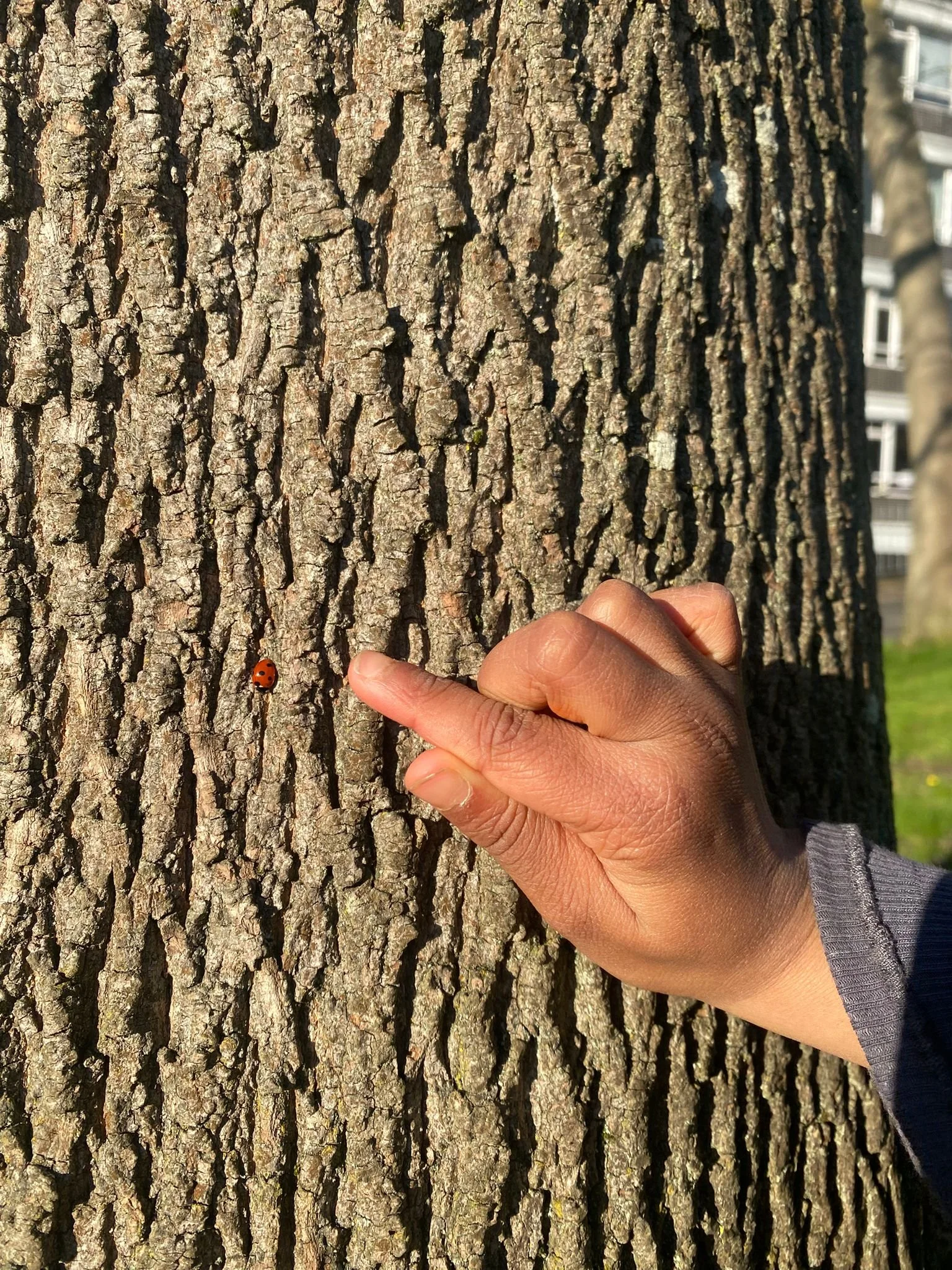 Curiosity with a ladybird.