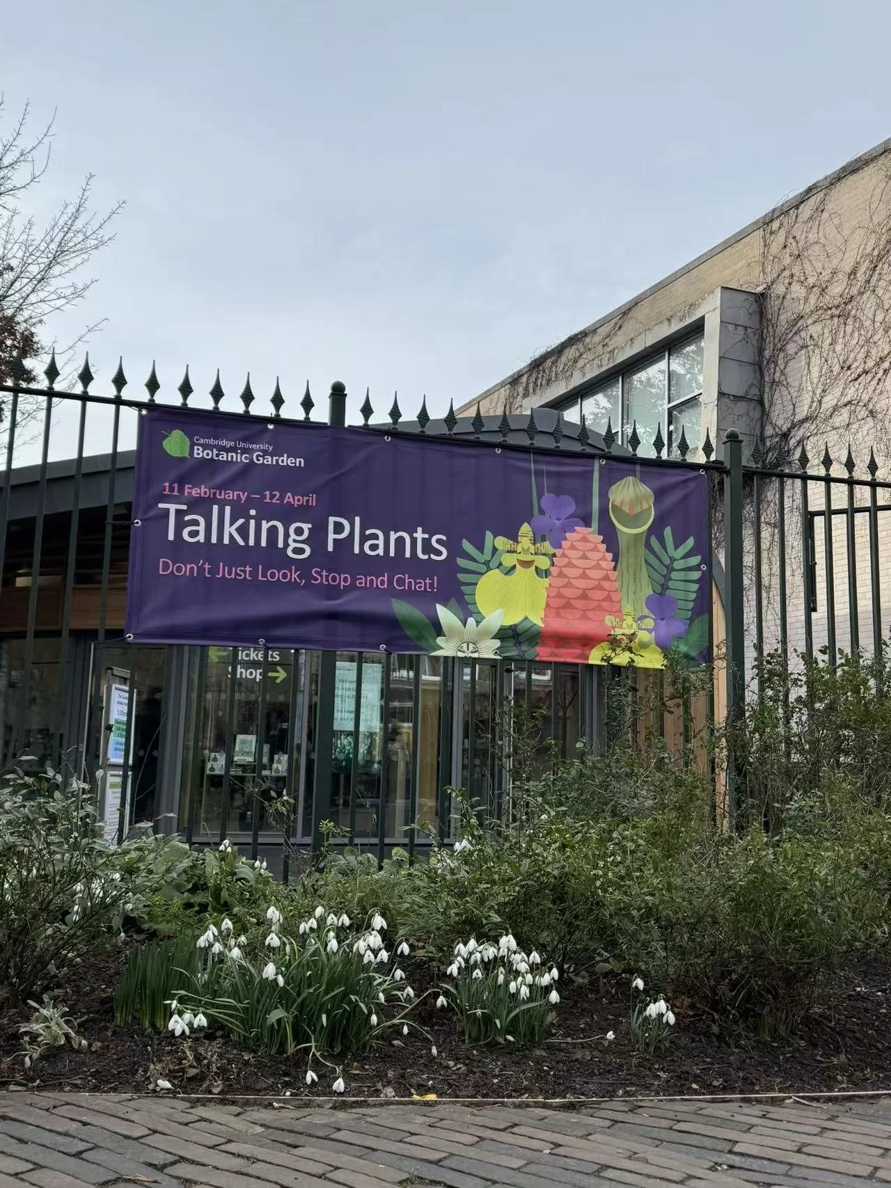 Snowdrops outside Cambridge Botanical Garden.

Submitted by: Faye.
Date: 8th February, 2026.