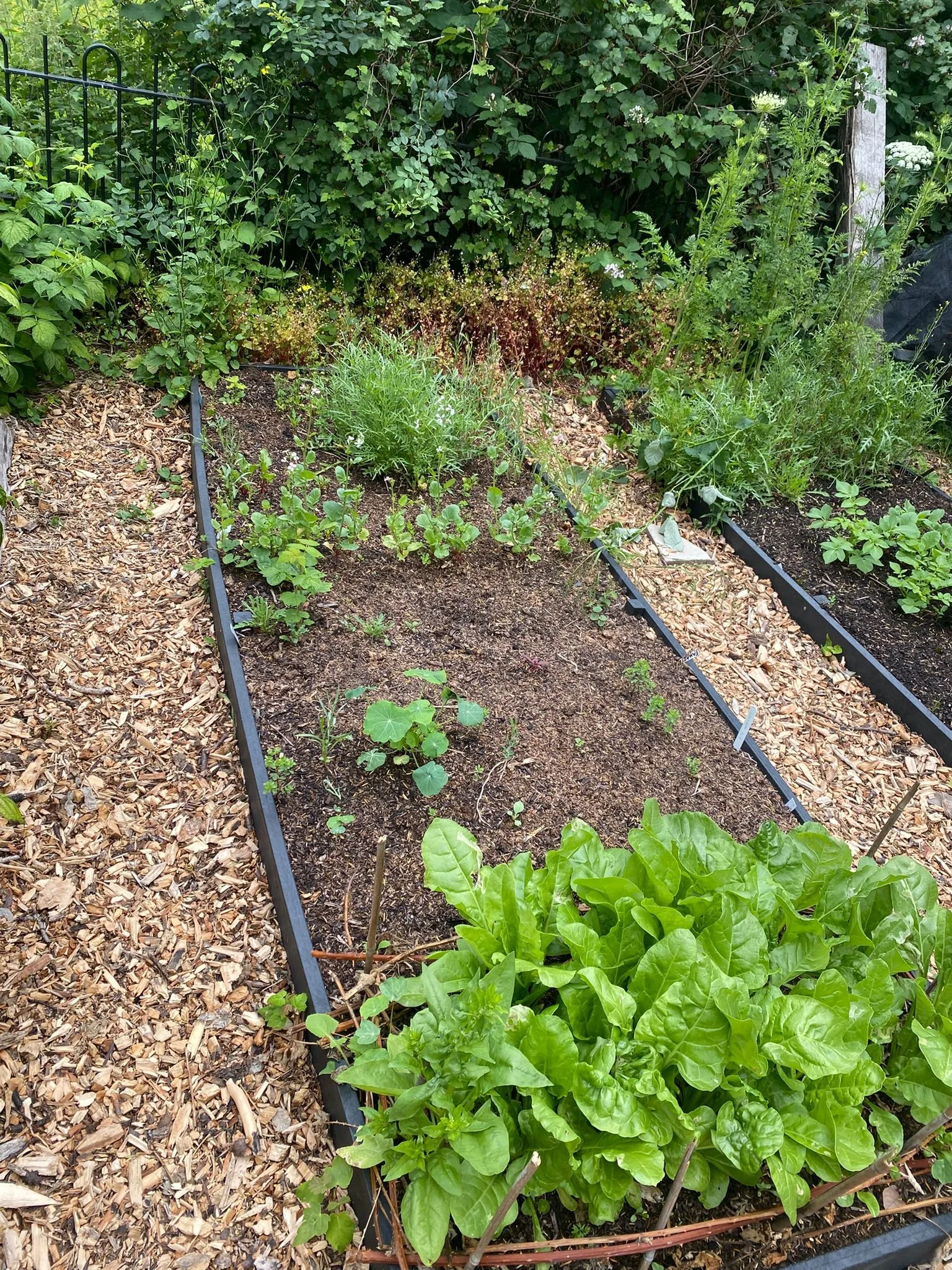 (cont.) spinach, nasturtium, radish, coriander, rocket,