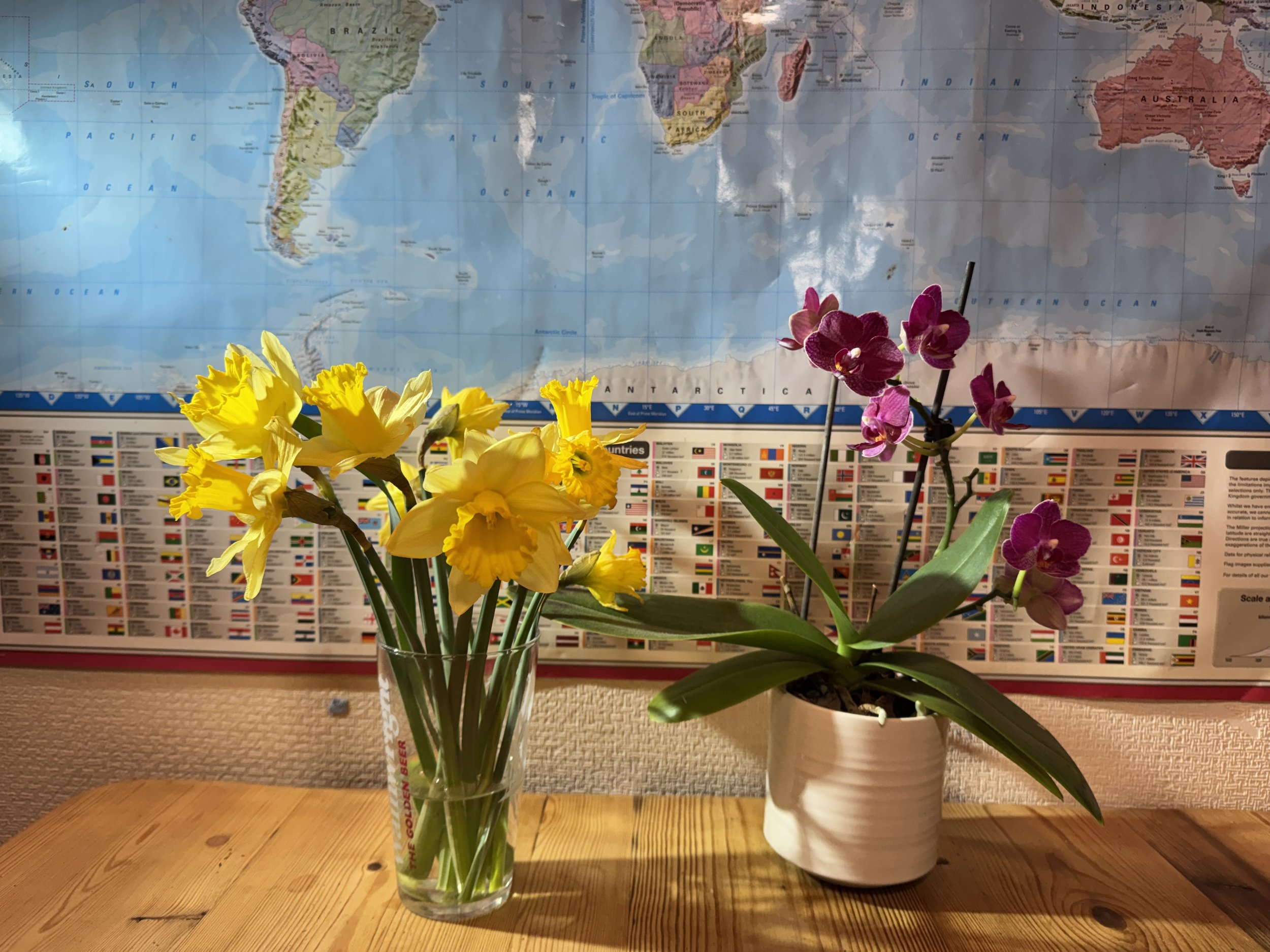 very daffodils bought at our local supermarket on 3rd of Feb, 2026 from Feixia in Preston