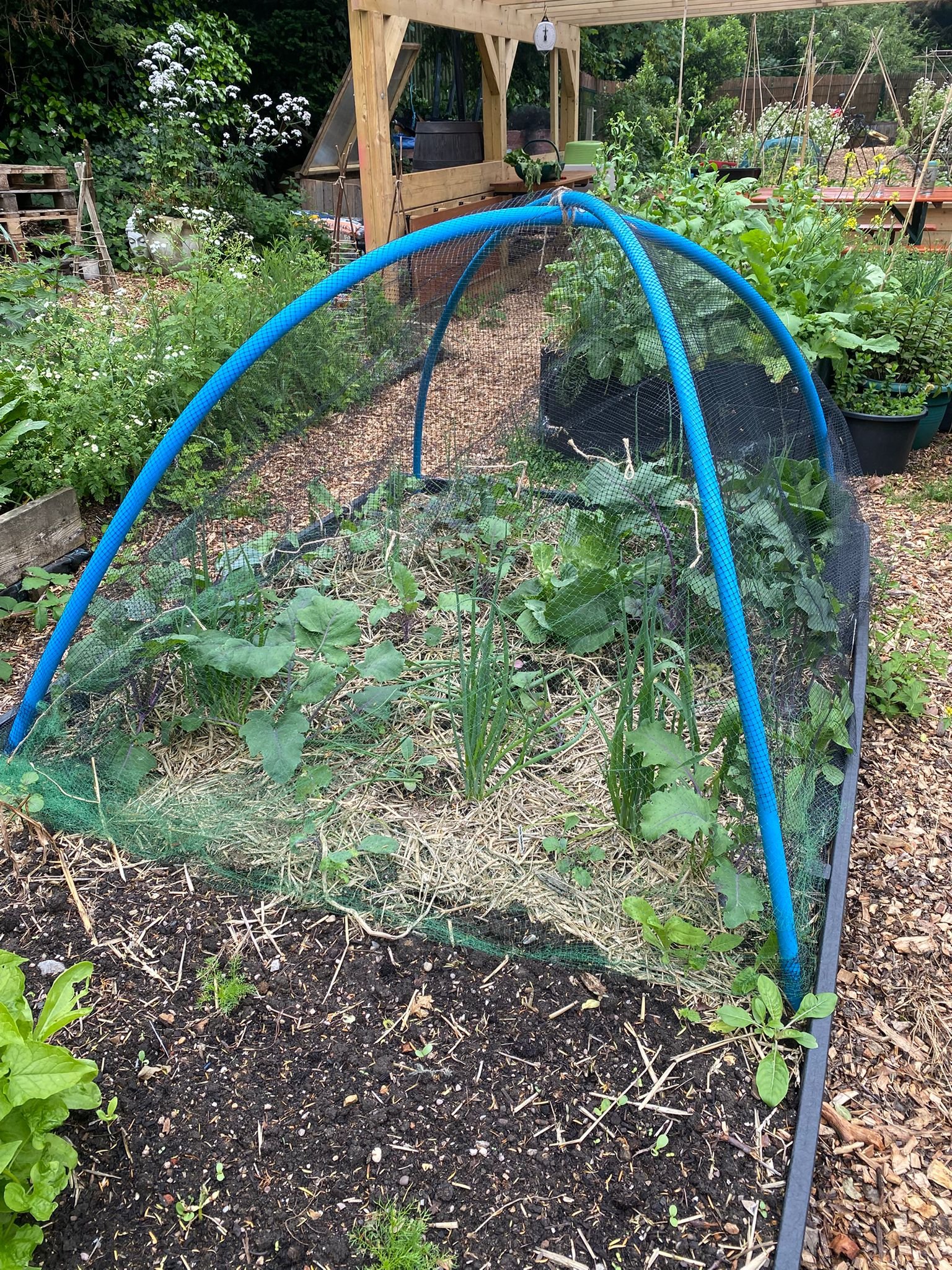 (cont.) cabbage, kale, kohlrabi, onion,