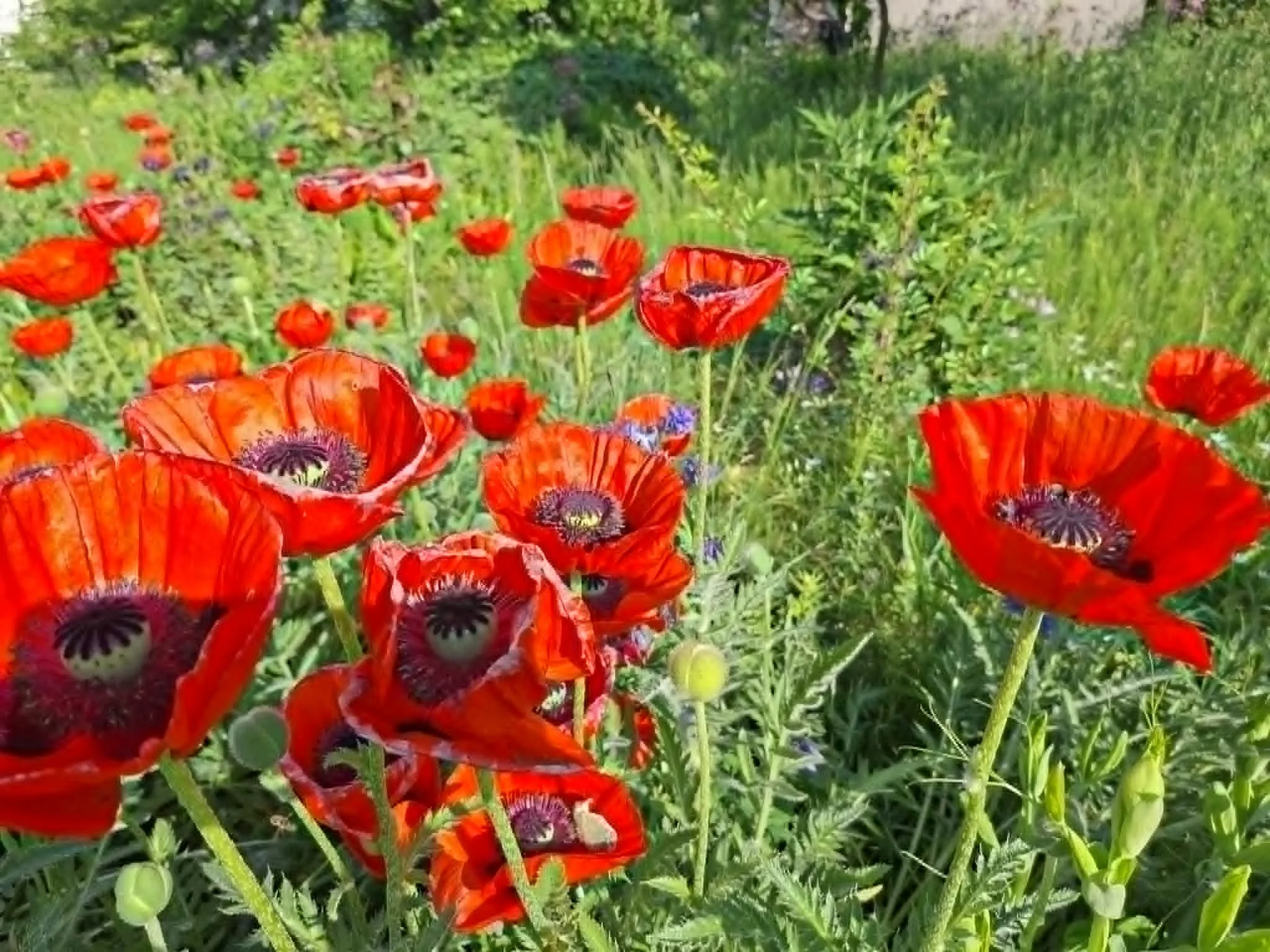 A couple of photos of flowers from this Solar Period - Grain in the Ear - poppy seeds are blossoming and there is a lot of pollination, bees buzzing everywhere,