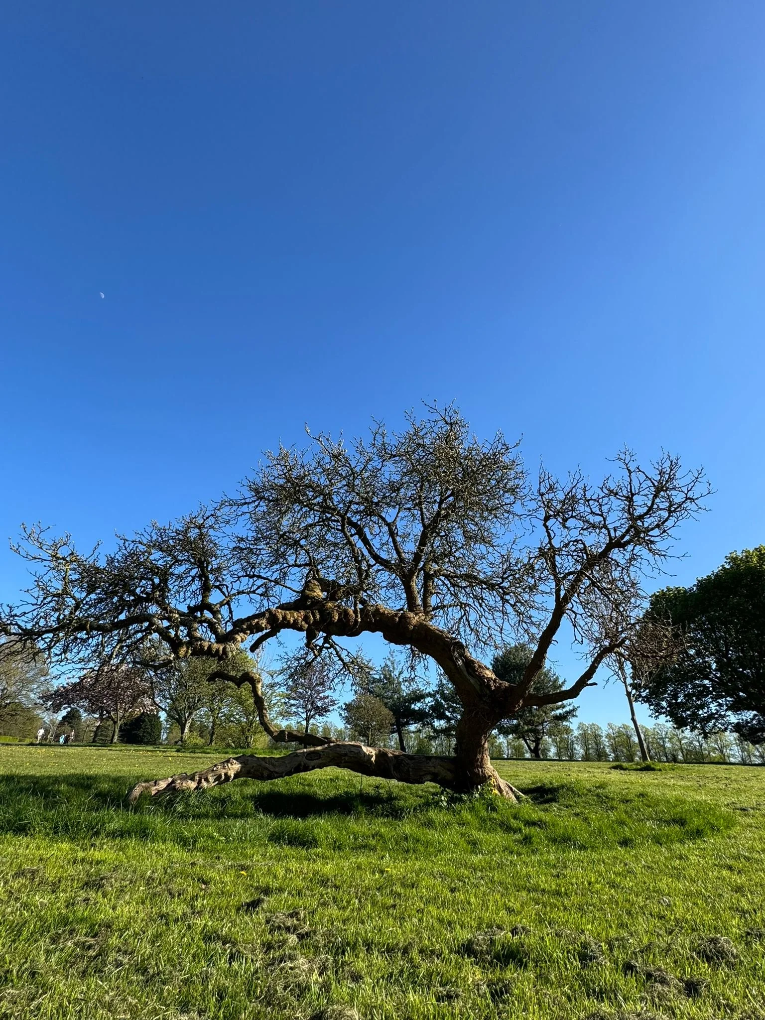The most welcoming tree (cont.)
