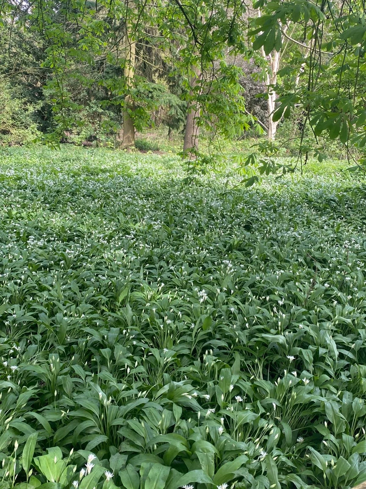 "Wild garlic is beautifully green, profuse, and now white flowers are starting to bloom" - Tom. Submitted 6th April, somewhere in the UK.
