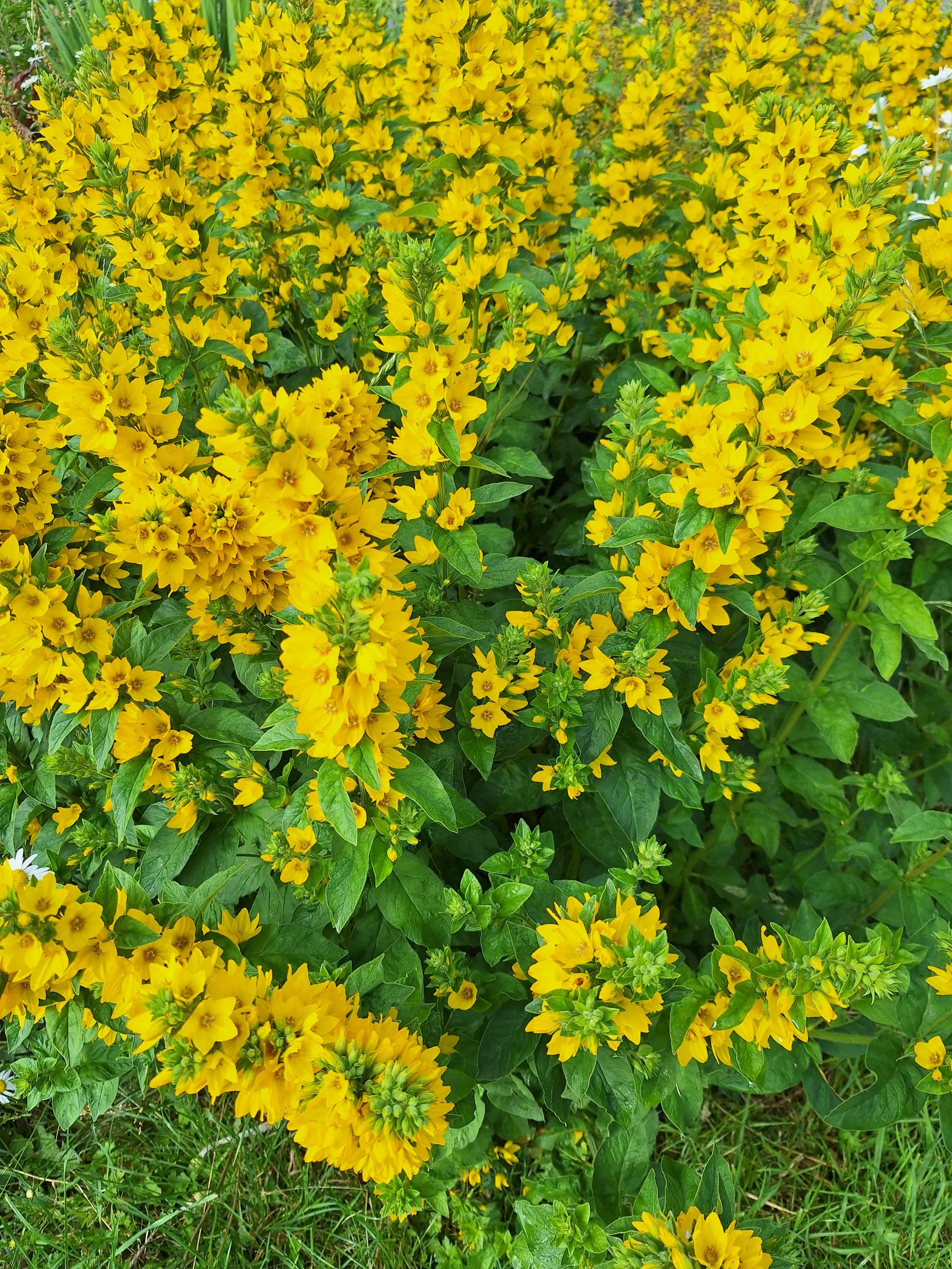 The flowers of Summer Solstice. (cont.) Yellow loosestrife, planted years ago & come up each year. By Jackie and her husband, from Preston. Photo taken on their allotment.