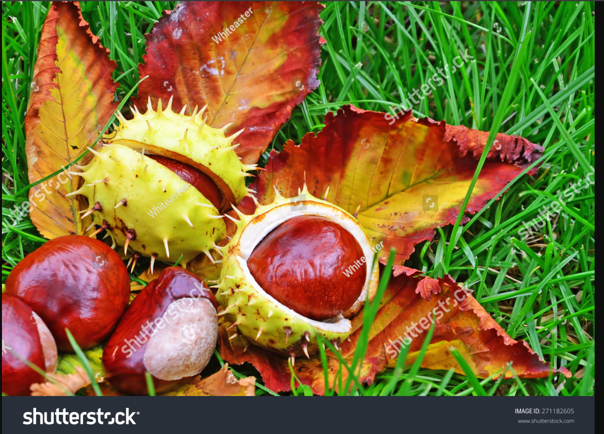 A beautiful horse chestnut conker from shutterstock,