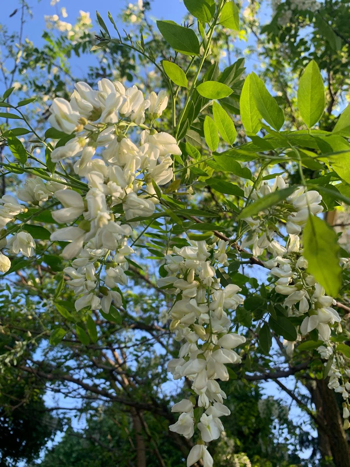 Superfrangrance 01, by Hajnal. As for waking up dormant senses: I can send the birdsong, but I cannot send the smell of spring. The most fragrant period is coming with the bloom of pseudoacacia and linen trees. I can hardly wait ...