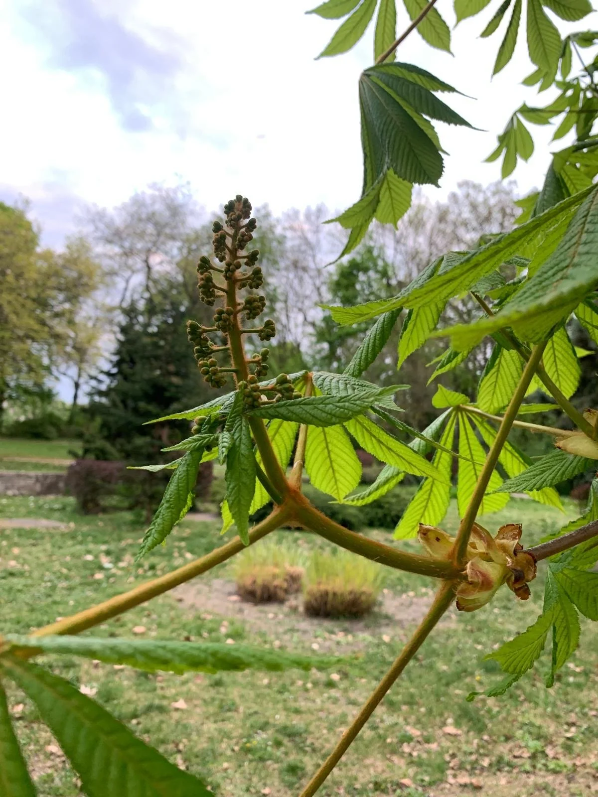 Chestnut on the 14th of April. By Hajnal, from Hungary.