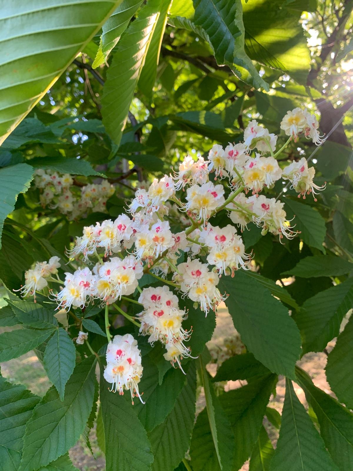 Hajnal captures the flowering of her chestnut tree, Hungary.