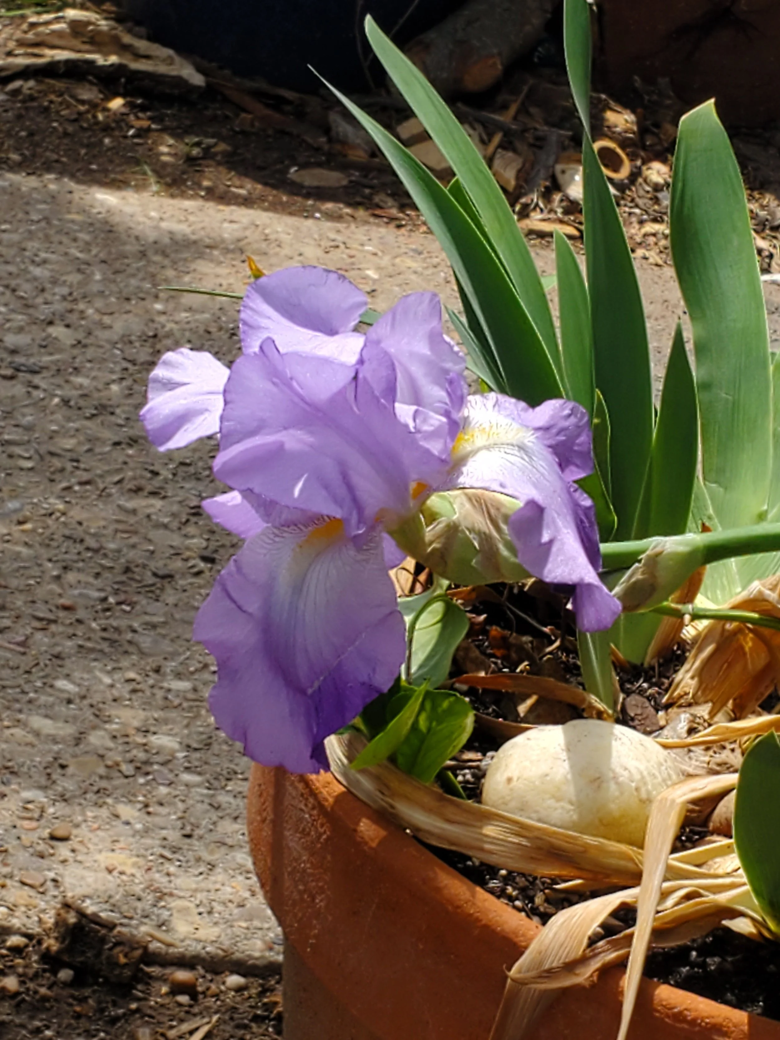 Flower blooming during Qingming. By Teressa.