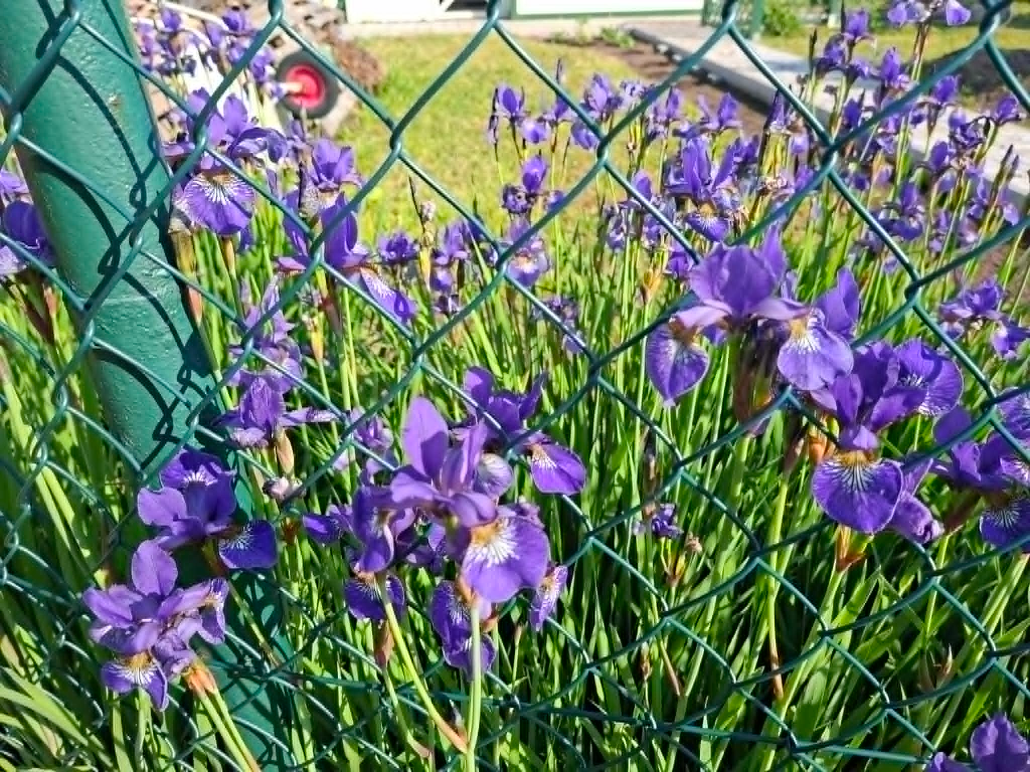 (continued) also beautiful irises are everywhere.