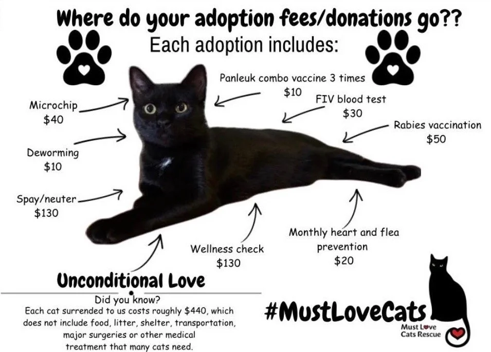 A black cat lying down with text illustrating potential adoption fees and donations for various vet services such as microchipping, deworming, spaying/neutering, wellness check, blood test, rabies vaccination, heart and flea prevention, and the cost of surrendering a cat, emphasizing unconditional love and rescue support.