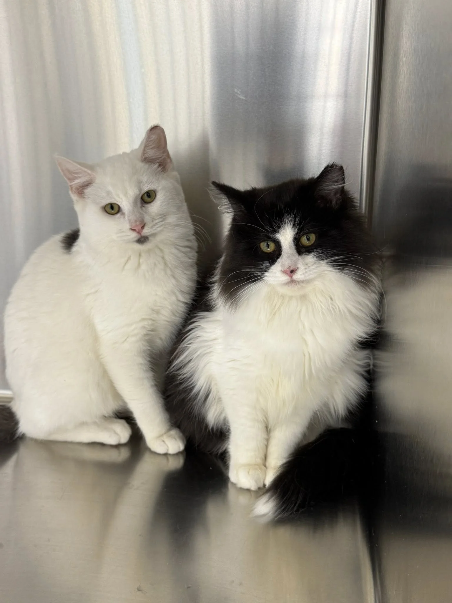 Two cats, one mostly white with small black markings and the other black and white, sitting against a stainless steel wall.