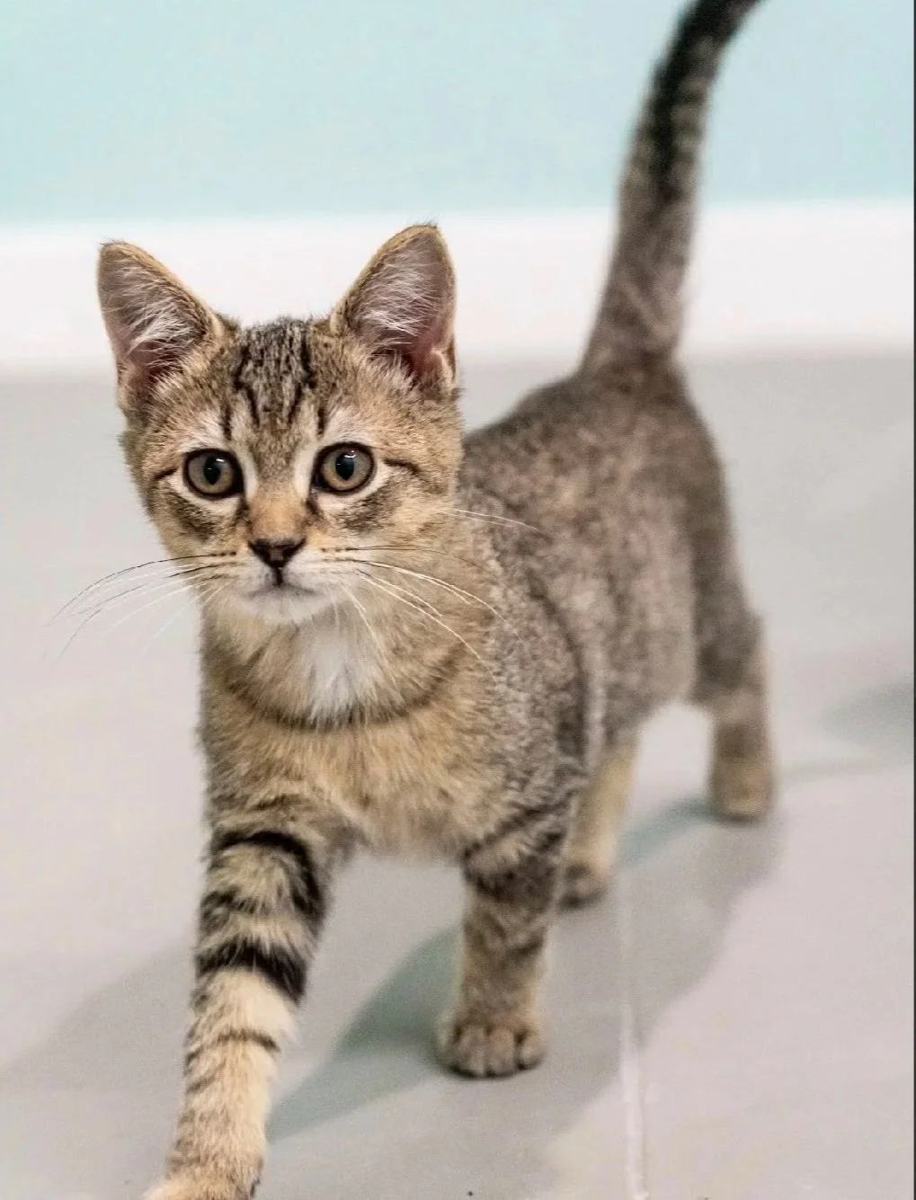 A young tabby cat walking towards the camera on a tiled floor, with a back wall that is light teal in color.