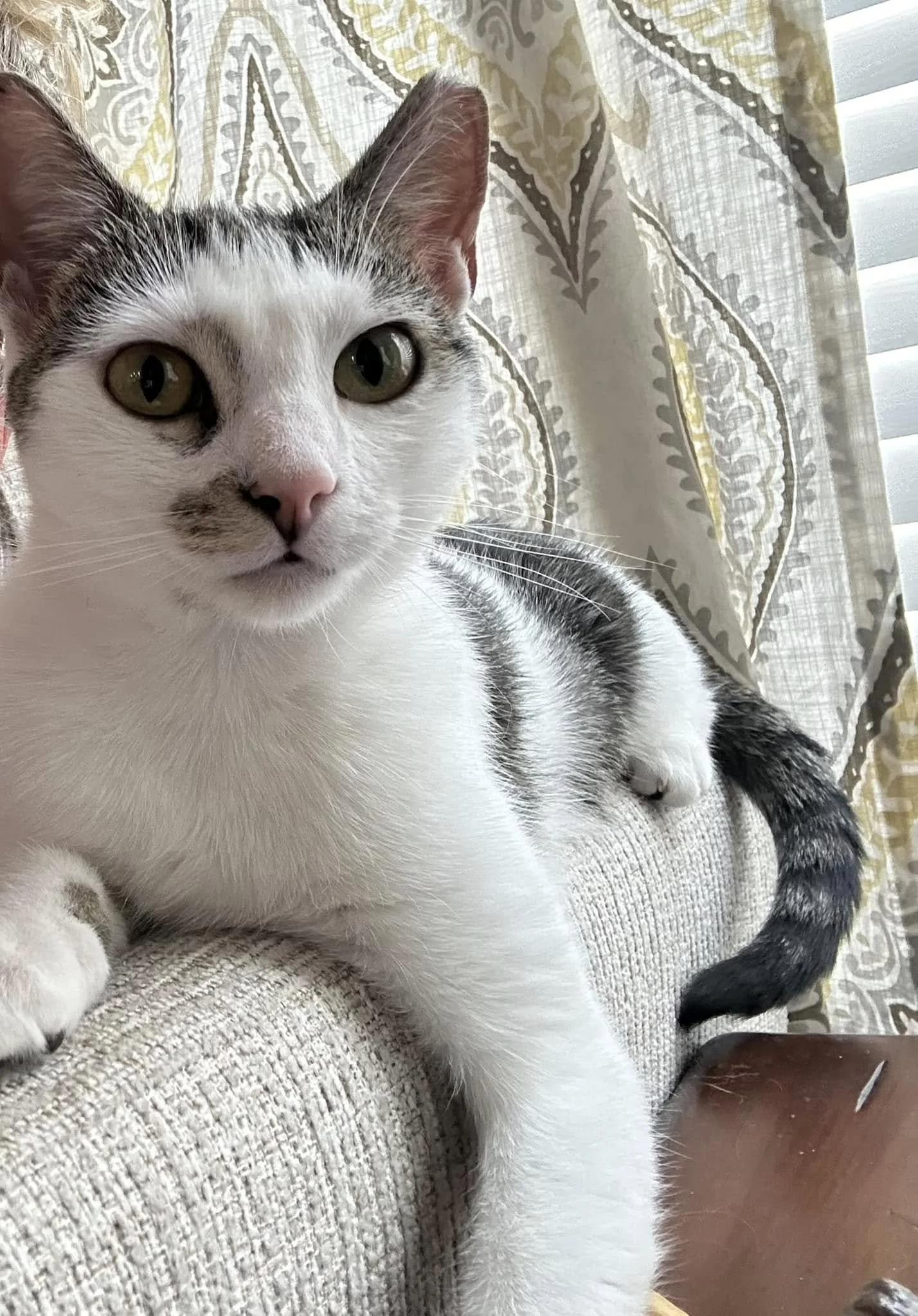 Close-up of a domestic cat with white, gray, and black fur, lying on a textured beige fabric surface with a patterned curtain and window blinds in the background.