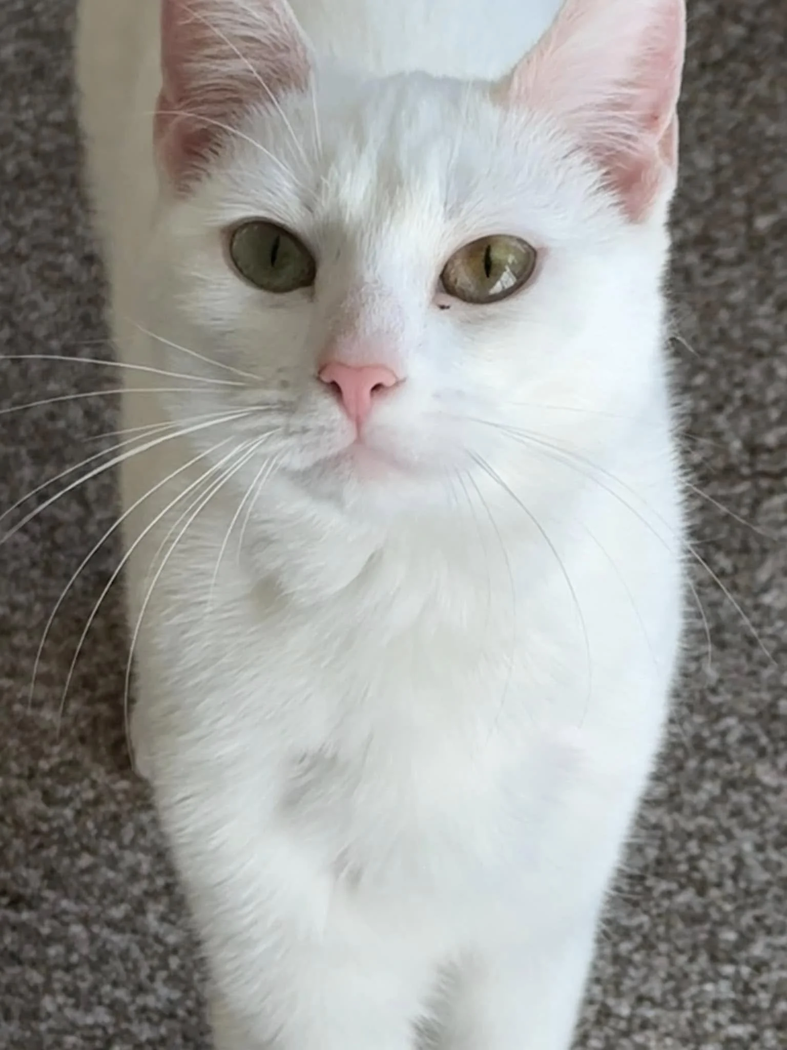 Close-up of a white cat with green eyes, pink nose, and pink ears, lying on a speckled grey surface.