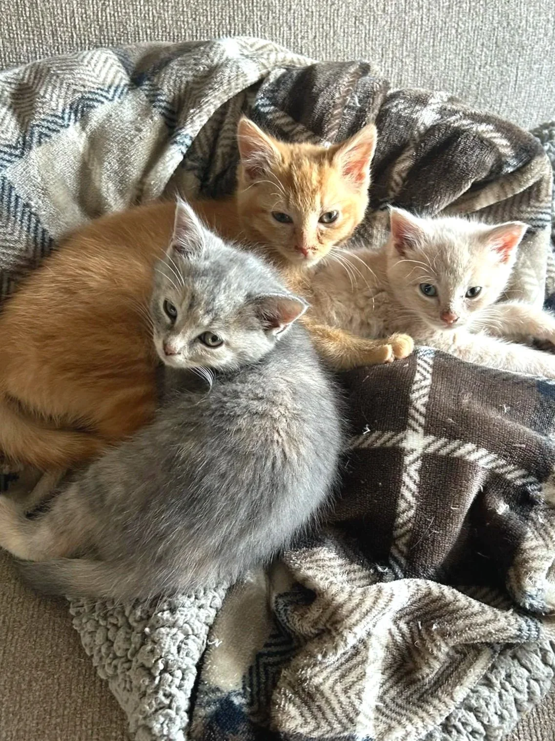 Four kittens resting on a patterned blanket with various textures.