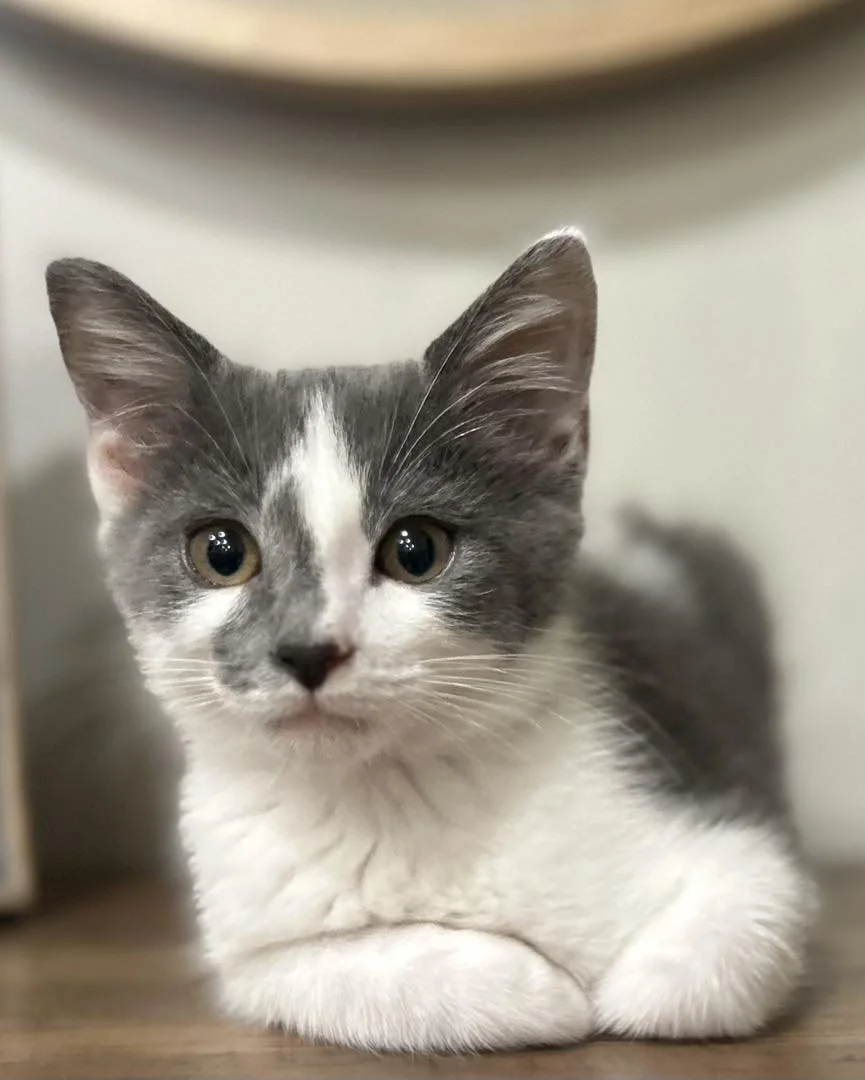 A gray and white kitten lying on a wooden surface, looking at the camera with curious eyes.