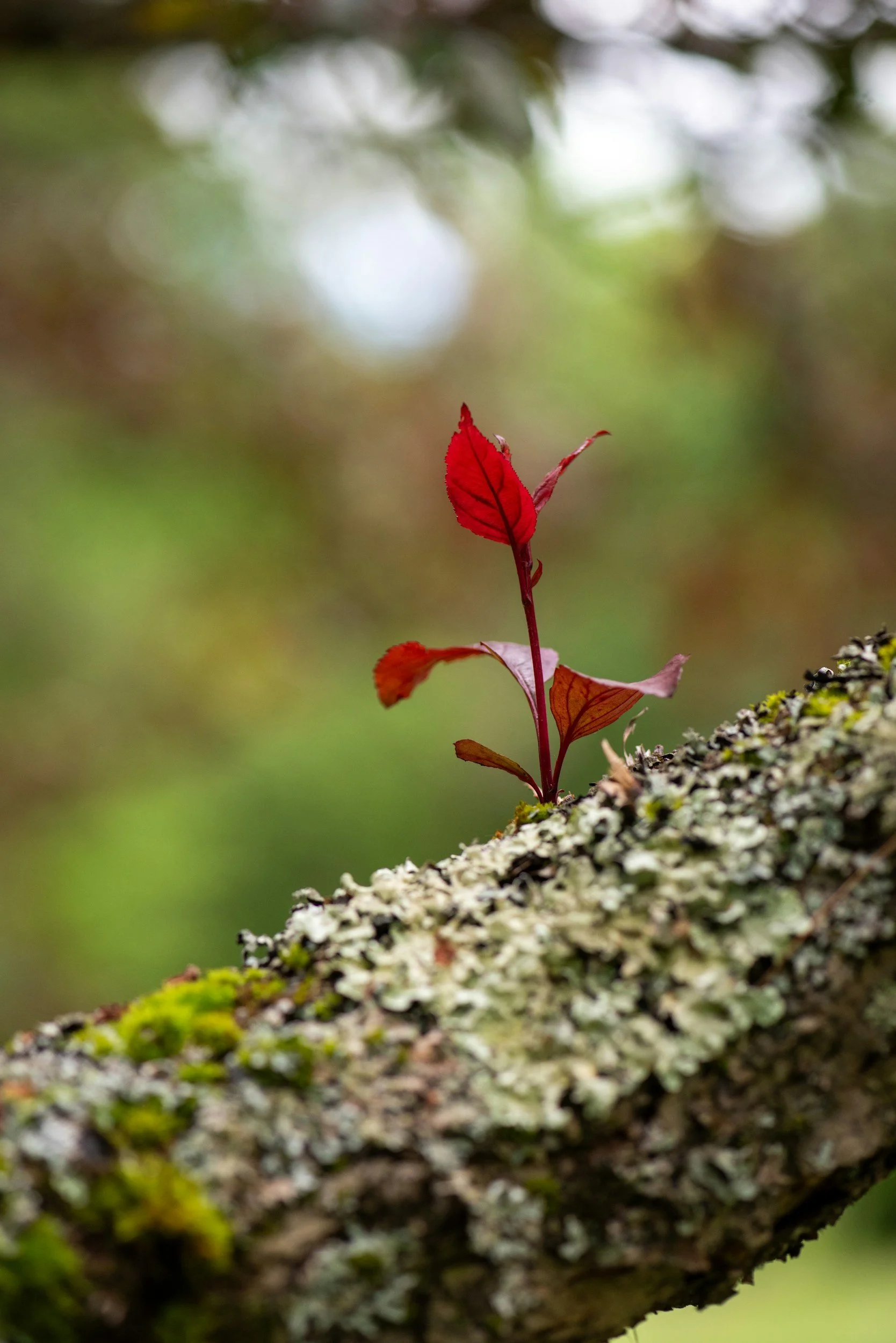 A small red leaf growing on a mossy tree branch with a blurred forest background.