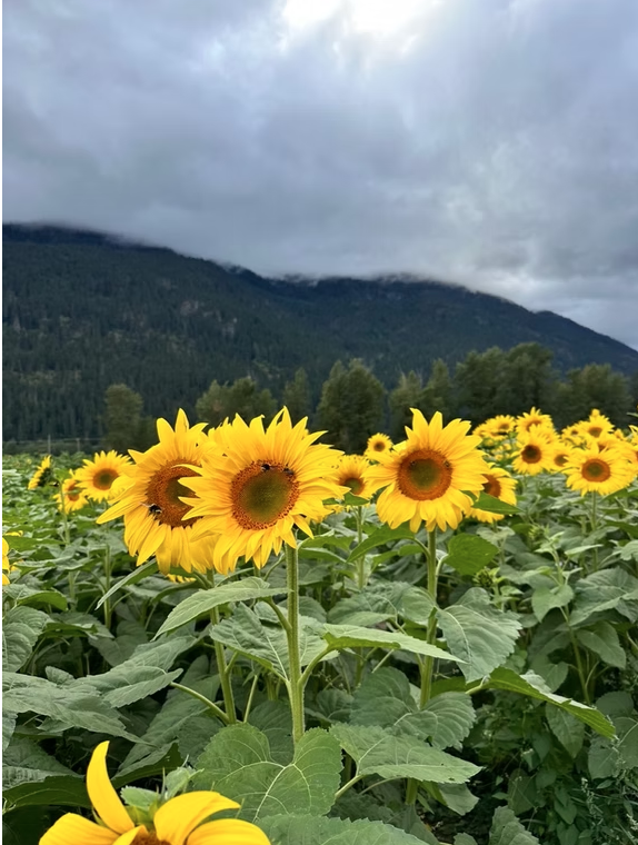 Awaken Her Spring Retreat in Pemberton, BC April 2-5, 2026