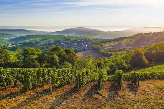 Vignoble dans une région vallonnée avec vue sur la mer à l'arrière-plan, ensoleillée.