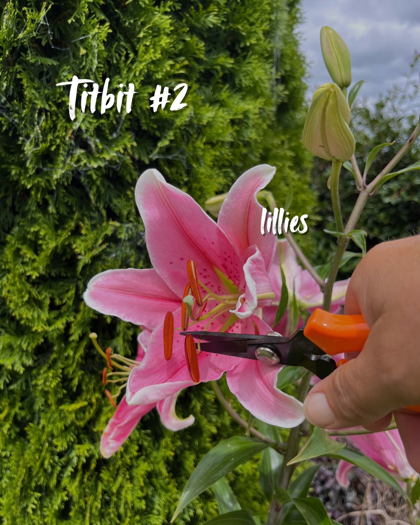 Titbit #2 - Cut the anthers off your lilies when you bring them inside, as they do stain.