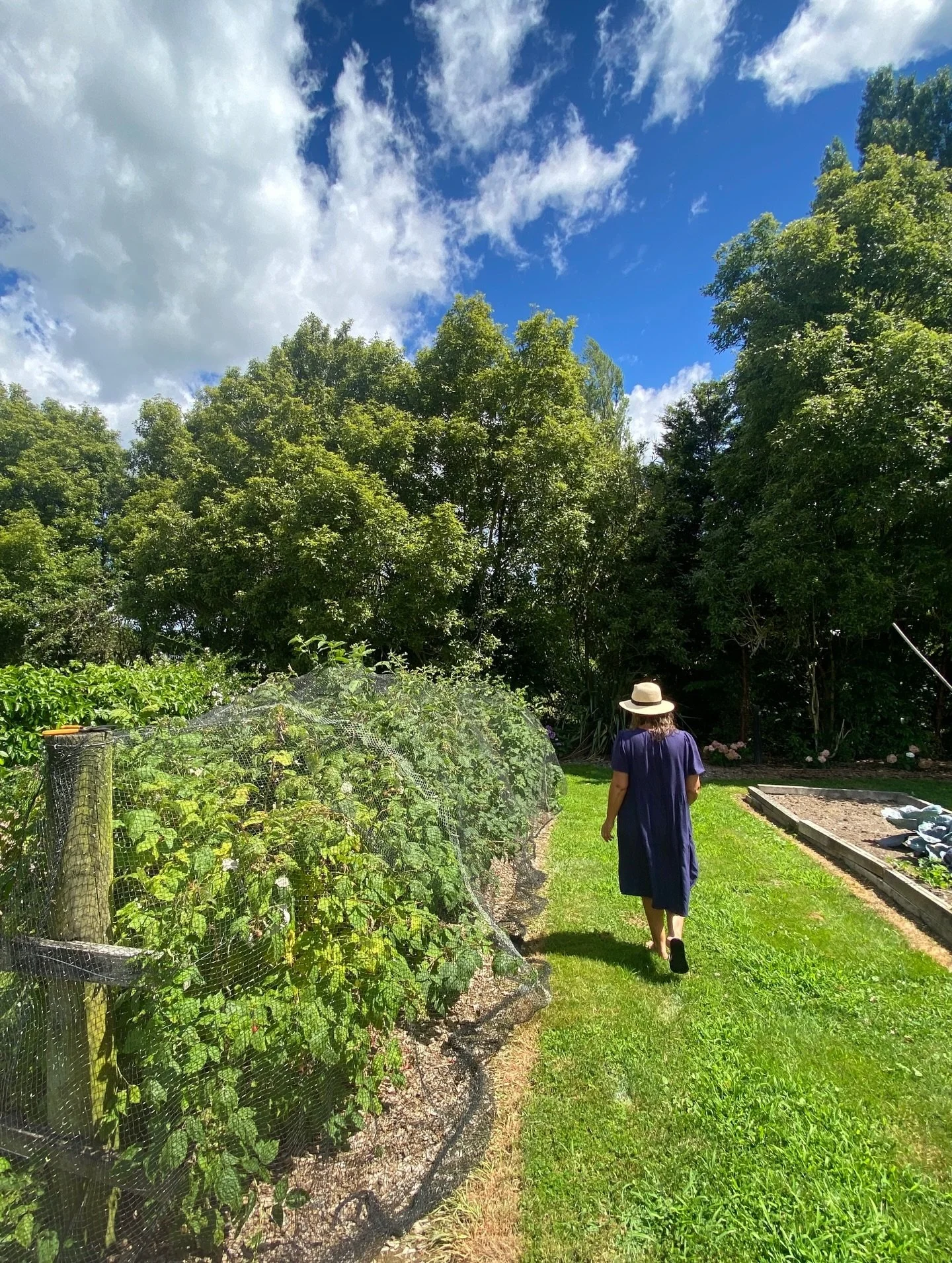 From the garden to the table. The raspberry bushes are absolutely thriving, filling an ice cream container every couple of days. Breakfast toppings, dessert coulis, and plenty of sneaky handfuls in between. The rest go in the freezer for future use.
