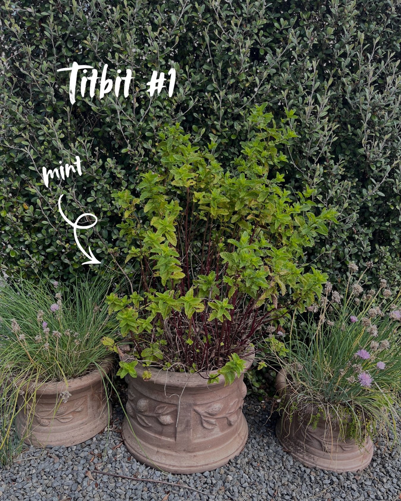 Titbit #1: Mint - It&rsquo;s best to grow mint in a pot as it runs rampant in your garden🪴

Stay tuned for a new titbit each week