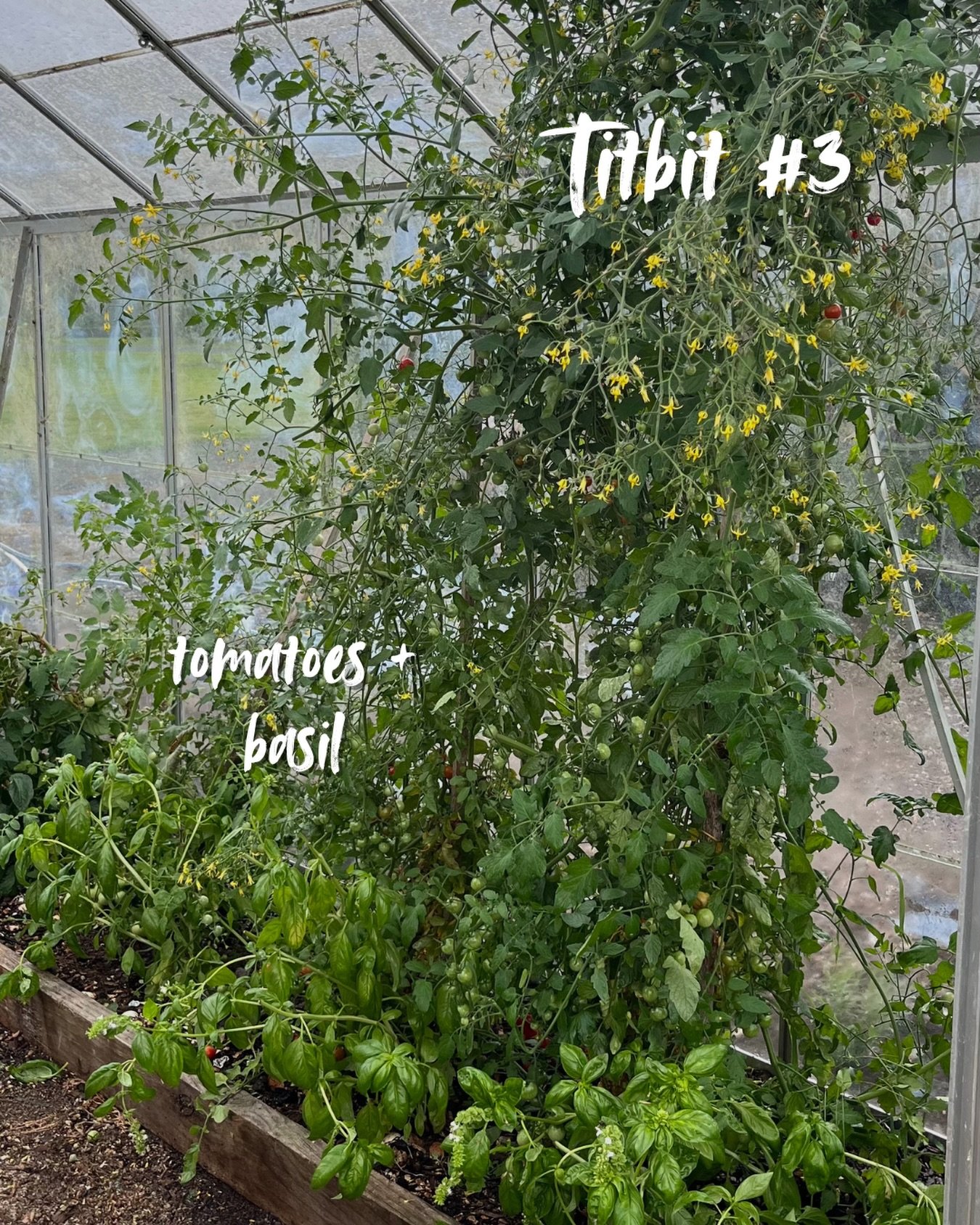 Titbit #3 - Plant tomatoes and basil together for natural pest control, improved flavour and better growth. A classic example of the benefits of companion planting. Here is my Sweet 100 Cheery Tomato with basil at its feet, in my glasshouse.