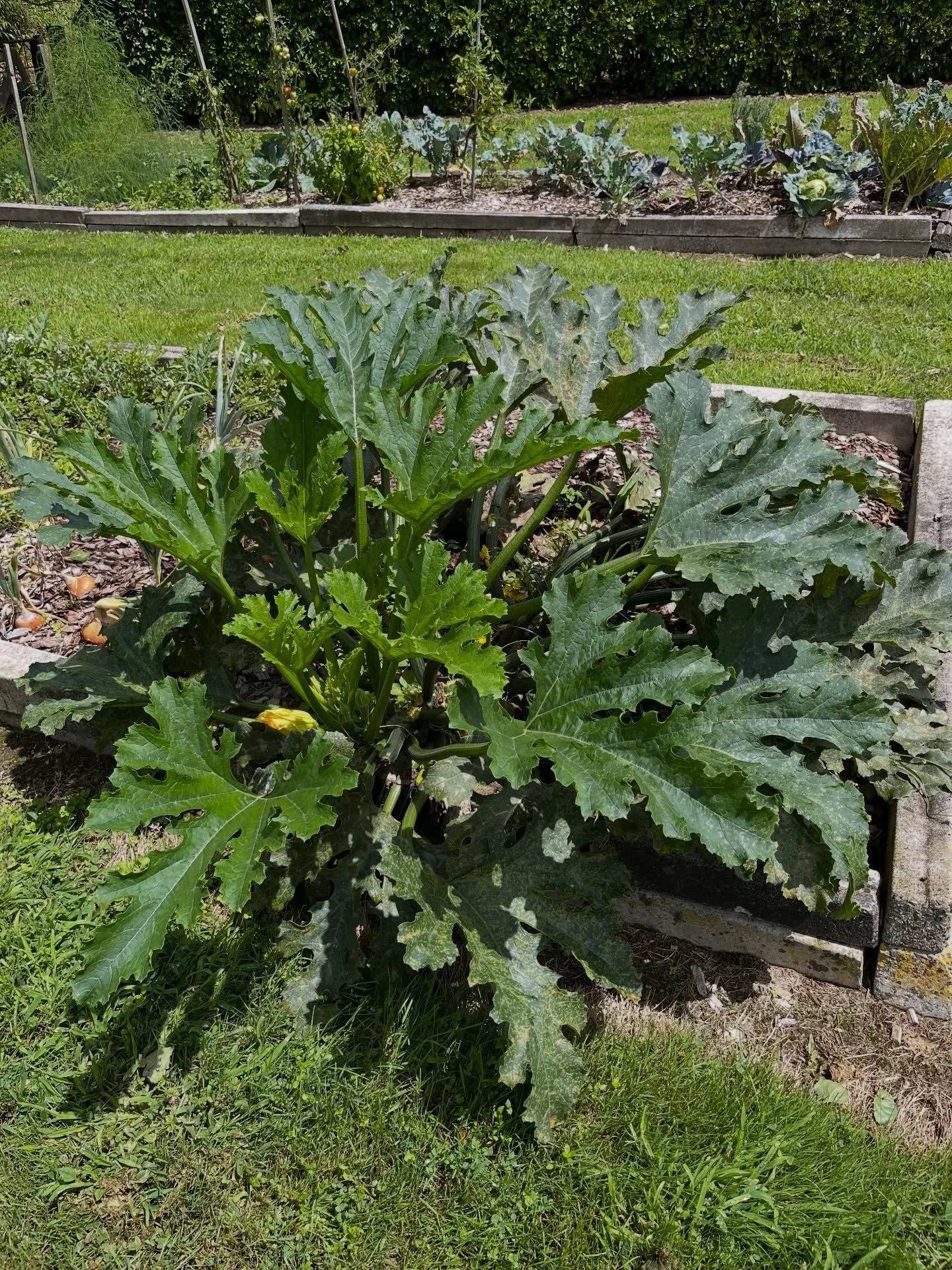 Courgettes are great summer vegetables. Plant 1 plant for 2 people or you will end up with marrows. Use them in stir fries, mince dishes, cut in half and cooked on the barbecue or grate and greeze in plastic bags for winter use in quiches.