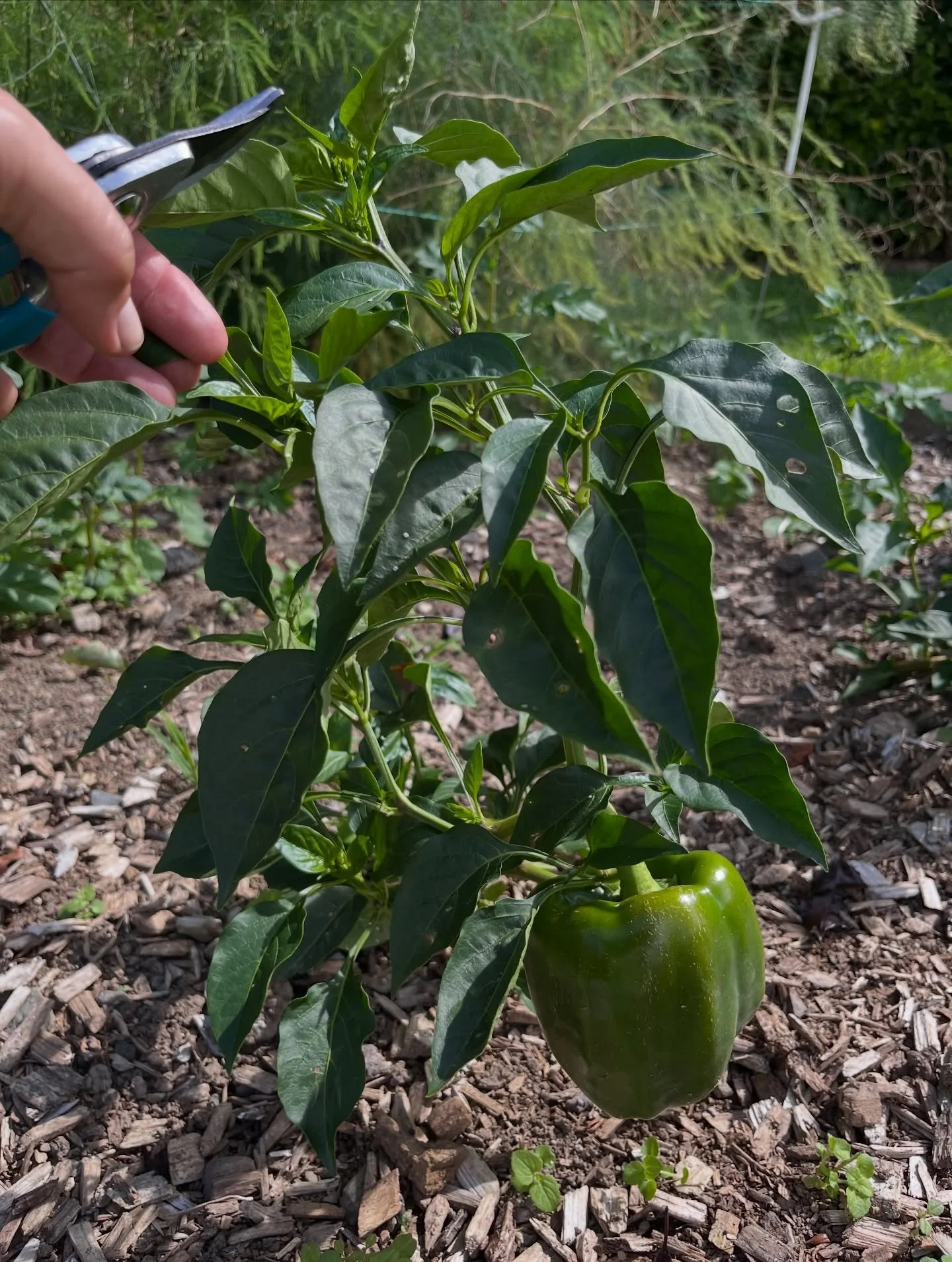Peppers are easy to grow in the vege garden or glasshouse. They continue to fruit throughout summer and love hot days. I pick mine green and use them in salads, stir fry&rsquo;s and curries.
