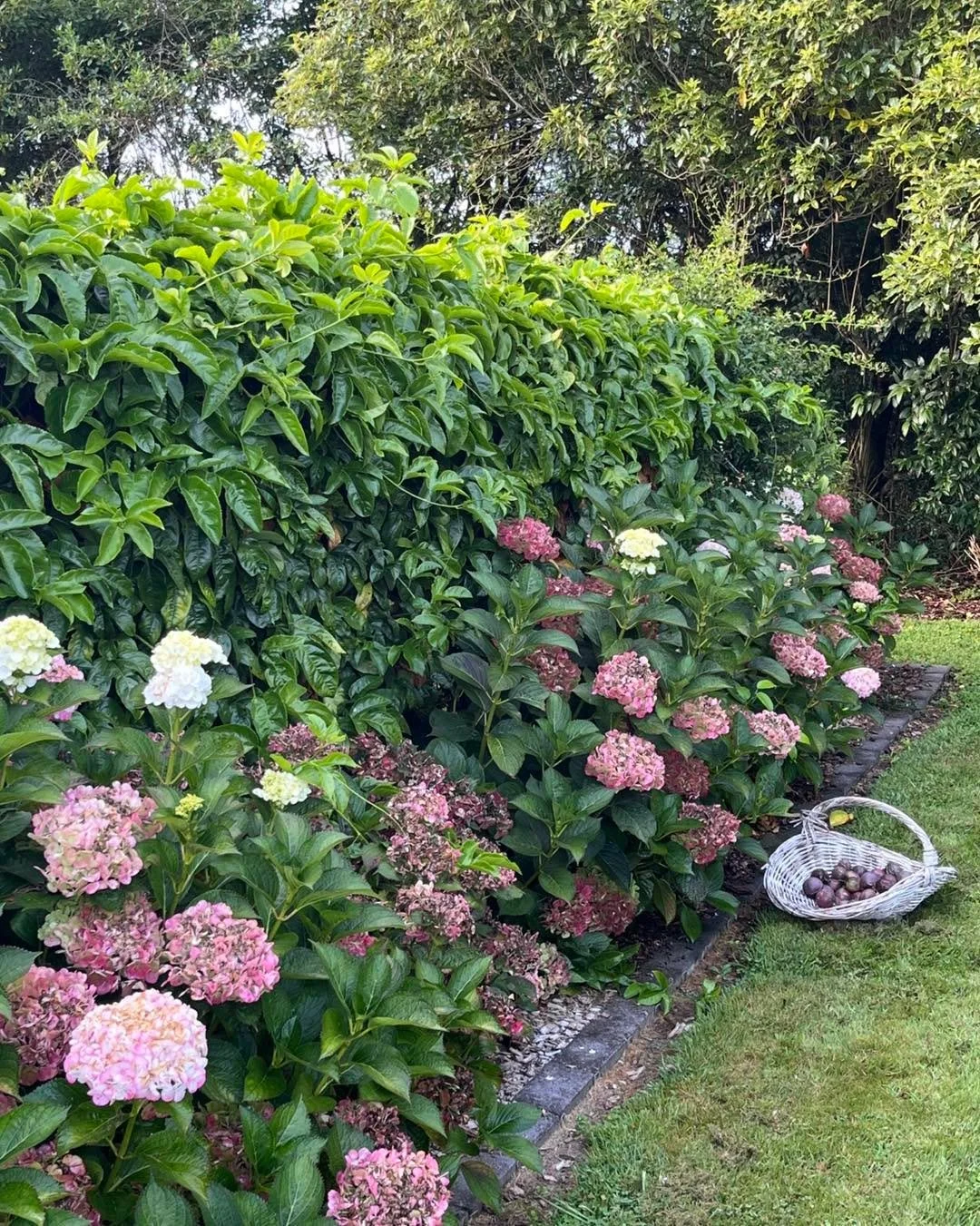 It&rsquo;s passionfruit season! This vine is growing great on the side of the chicken coop and is flourishing with fruit. We&rsquo;re collecting basketfuls and enjoying them on top of ice cream or by itself. A perfect summer fruit ☀️