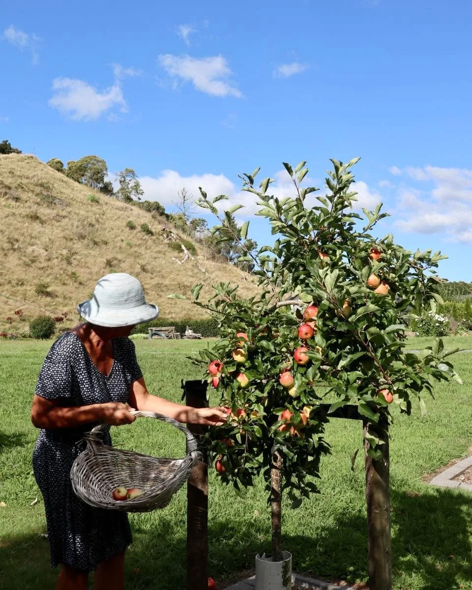 Name a better snack than an apple straight off the tree&hellip; I&rsquo;ll wait apple 🍏 The orchard is delivering and they&rsquo;re so crisp and sweet, some don&rsquo;t even make it back to the house before being eaten.

#growyourown #homegrownfruit