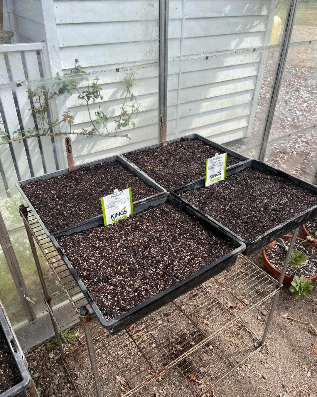 Now that autumn is here I am planting winter vegetables from seed Drunken Women Lettuce, Broccoli and Cauliflower plus winter leeks. Also flowers for use as fillers in arrangements next summer Cornflowers, Achilles, Straw flowers and Gypsophila. Plus