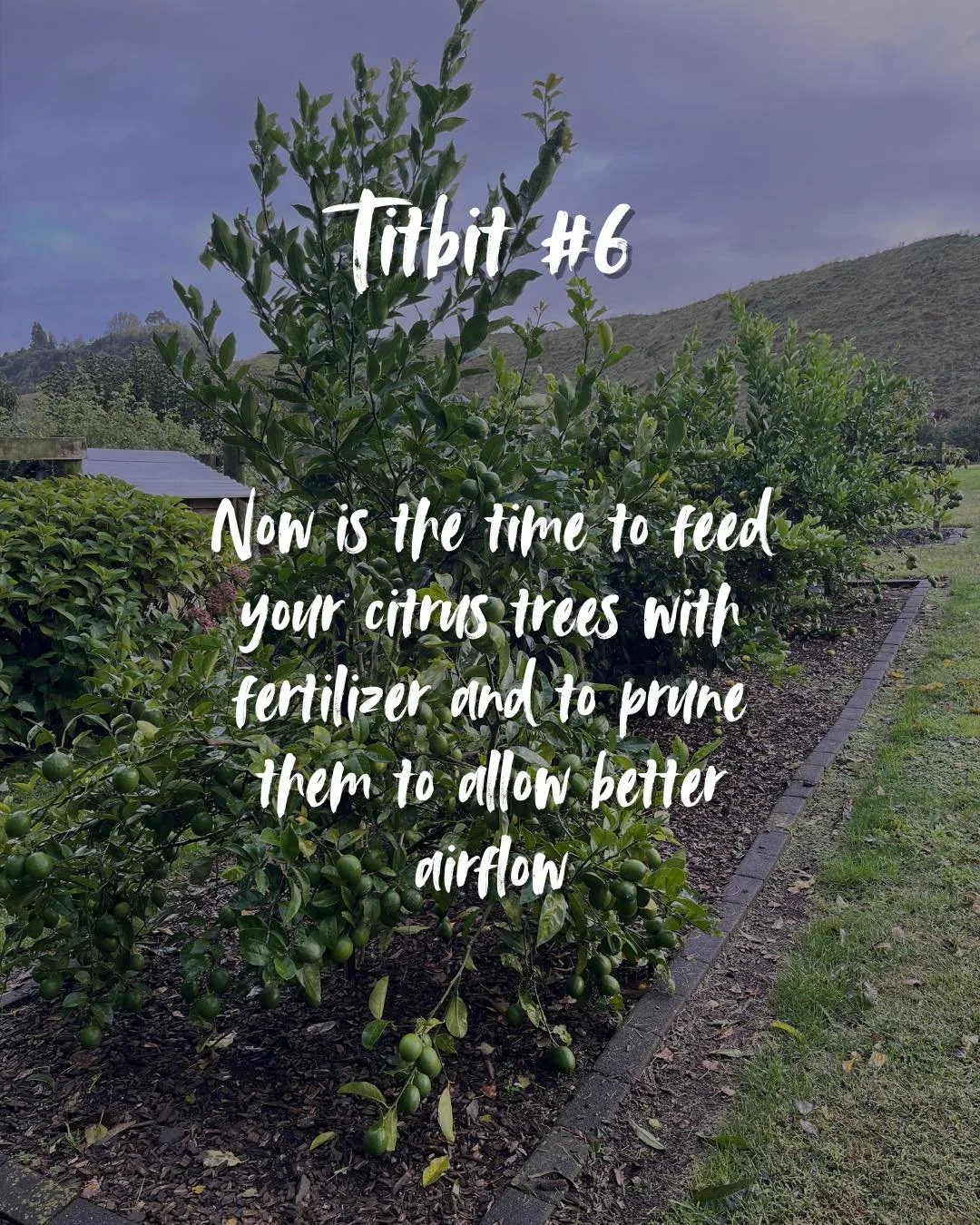 🍋 Now is the time to feed your citrus trees with fertiliser and to prune them to allow better airflow 

#gardeningnz #growyourown #citrus #growingfoodnz
