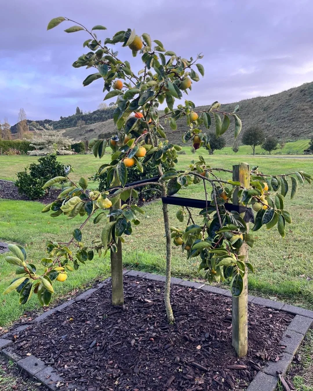 A look at what I am picking from the orchard. We have persimmons almost ready, limes galore, a huge number of mandarins which I pick each few days as well as feijoas, passion fruit and tamarillo&rsquo;s. Deliciousness straight from the garden. 

#gar