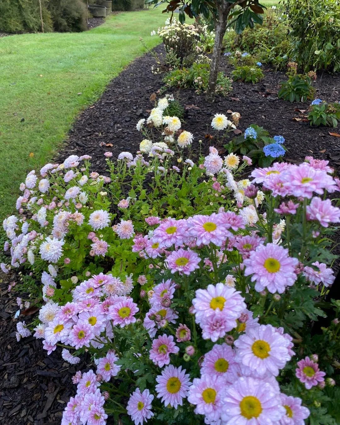 While most flowers are done for the season, chrysanthemums are out in full bloom. It&rsquo;s great to have some flowers around as the nights get cooler and the days get shorter. The combine well in an arrangement with alstroemeria 💐

#gardeningnz #g