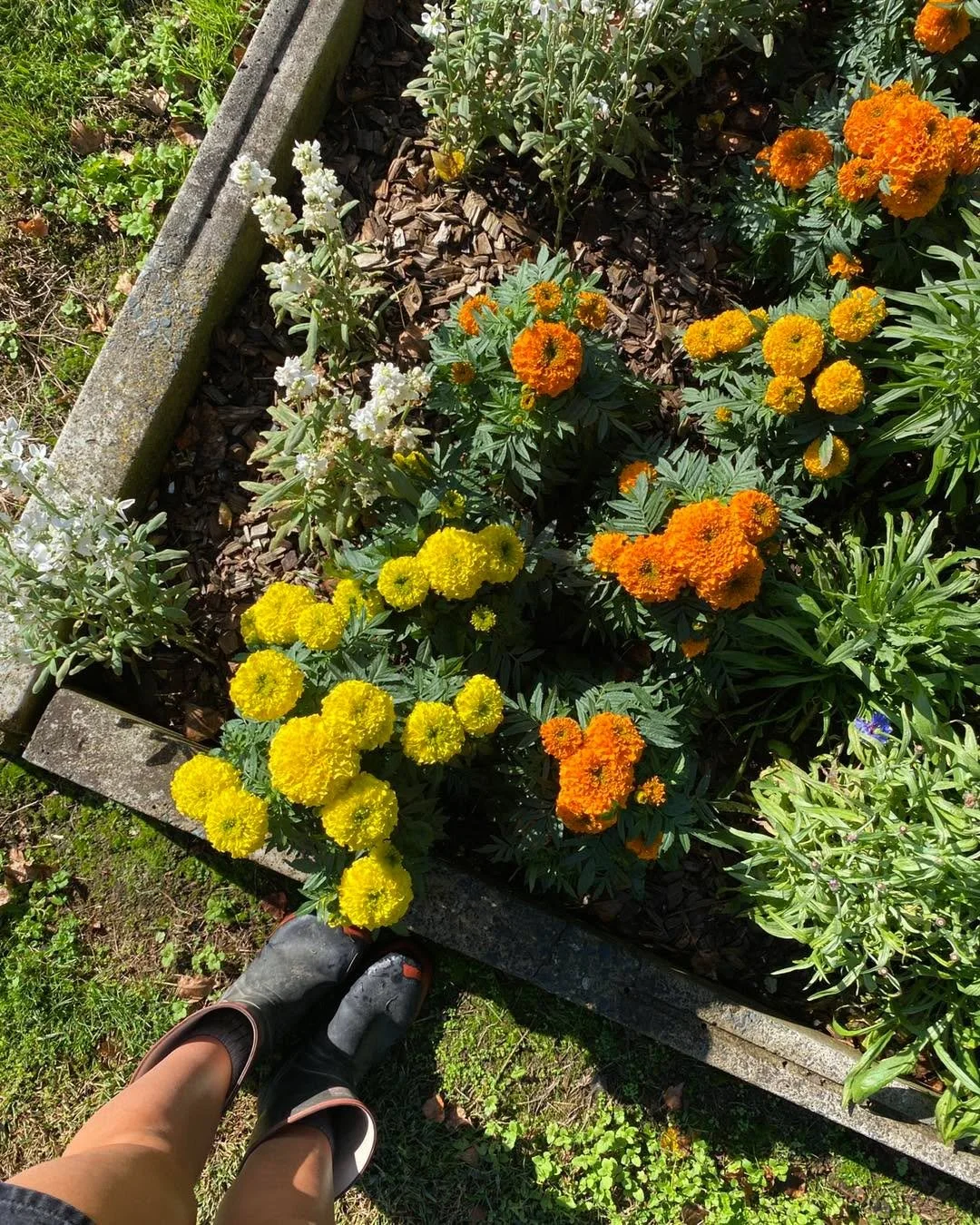 A moment for the marigolds 🌼🧡💛

#gardeningnz #growyourown #flowers