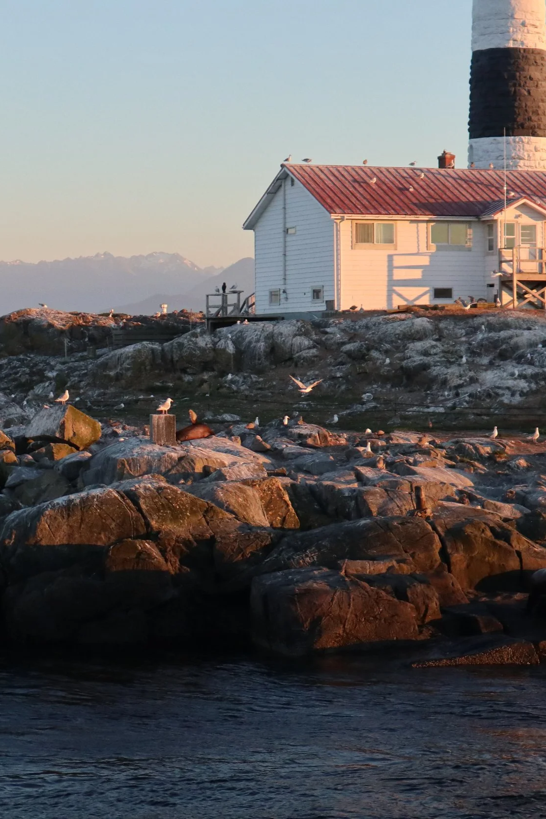 A white lighthouse with a red roof near the rocky coast at sunset, with seagulls perched on rocks and flying nearby.