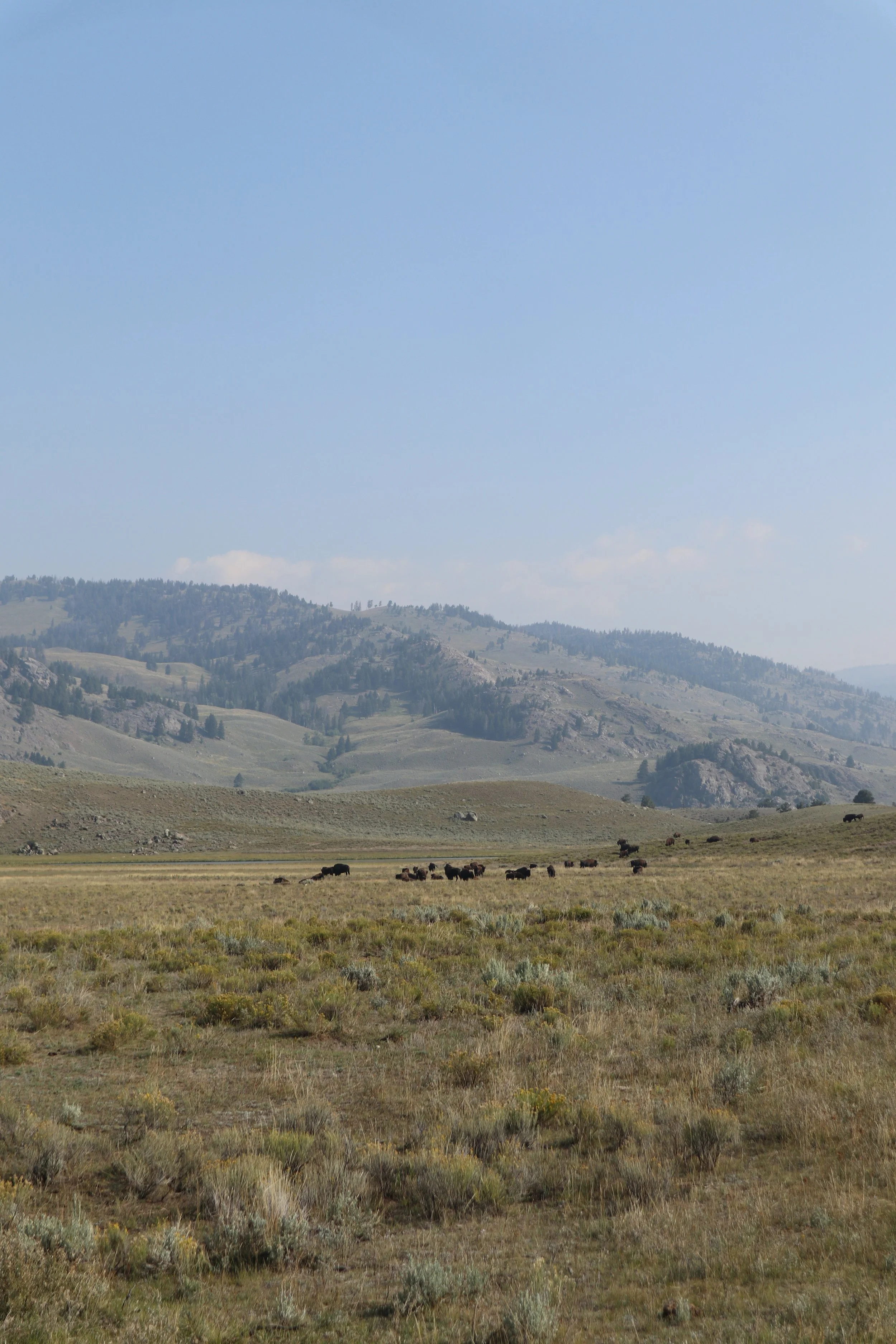 A wide open grassy field with grazing bison, rolling hills, and mountain ranges in the background under a clear blue sky.