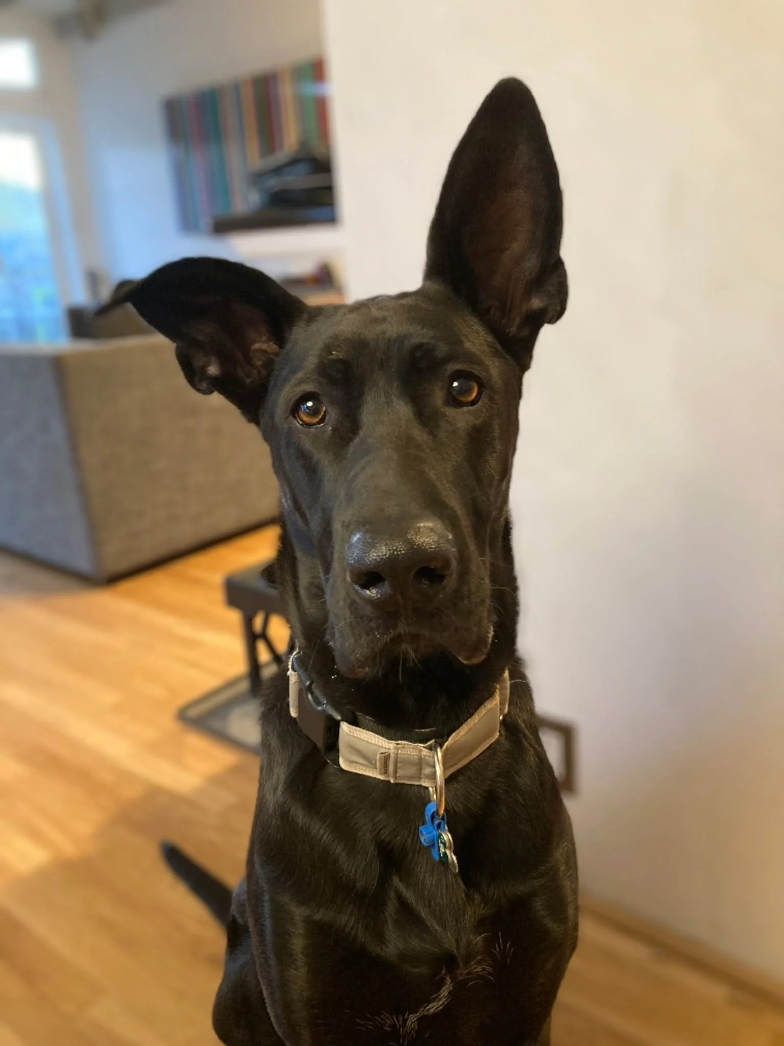 Luna!
I tend to felt my Fiber Friends with slightly 'jumbo' ears... the nature of felting lots of corgis and all..... These ears, however are just about spot on! ;) Luna has some delightful ears, don't you think??
Blackish dogs are notoriously diffic