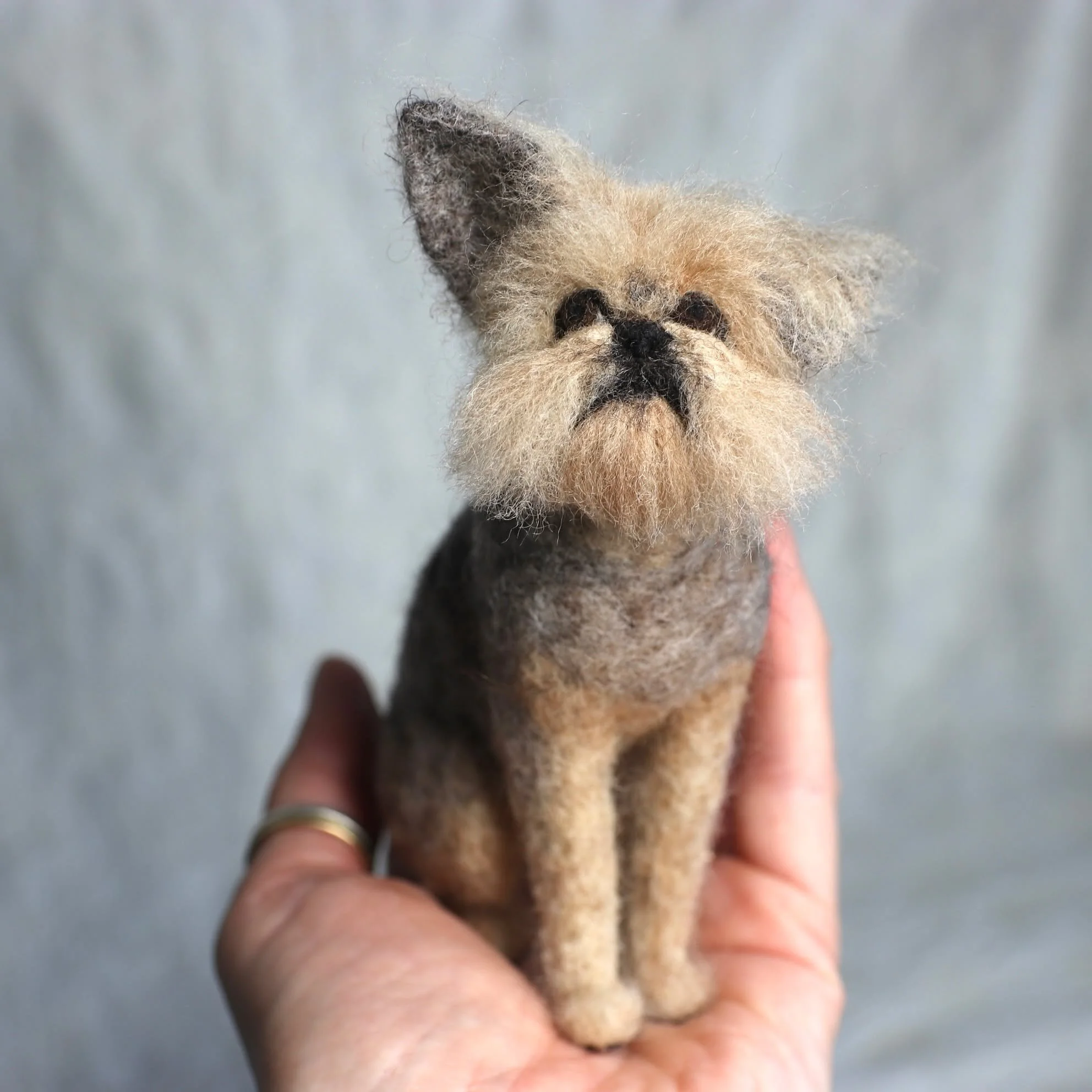 A very special Brussels Griffon dog is joining his sisfur from several years ago. These little dogs are such a trip!

#brusselsgriffon #FiberFriends #Griff #funnylittledogs