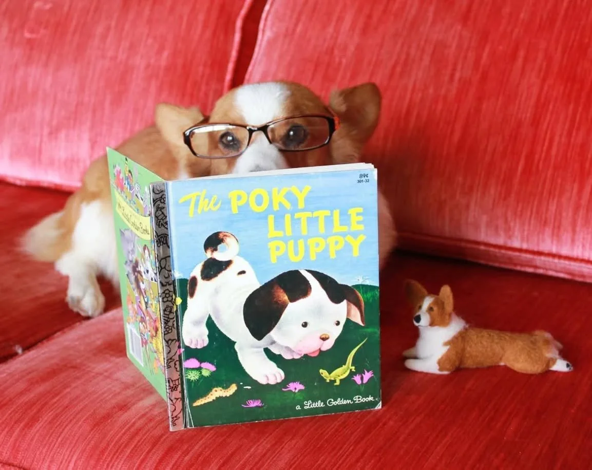 Please enjoy this poky little Pocky circa 2017 🩵🩵

Get your copy of Pocket's book, "12 Eggs Make One Dozen" at our website today! 😃

#ReadingisFun #corgi #smartdog #classic #corgicommunity