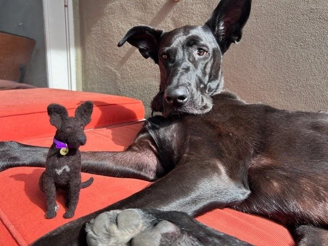 Luna is NOT at all sure about this impawster!

Luckily her lil brofur came home on a visit from college and rescued her. Now he has a 'Lil Luna' to keep him company while he's away. 

#PetPortrait #Impawster #MiniMe #TravelSize #dogsofinstagram