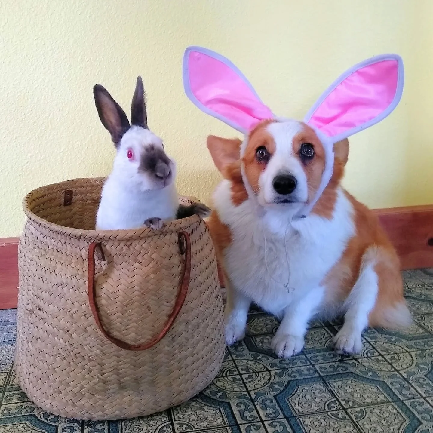 Happy Easter from my little angels. 

Photo circa 2019 when Bunyip really questioned her existence and gained new respect for Pocket's modelling work. 😆😆

#PocketandBunyip #EasterBunny #Easter #corgi #ridiculous
