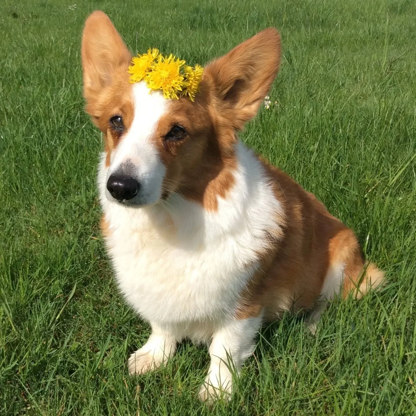 Counting down to Pocket's 16 birthday: here's a 9 yo Pocky, in the absolute prime of her life. Our little flower child was so good at holding things on her head and was always happy to pose for some silly photos. She didn't even need treats as paymen