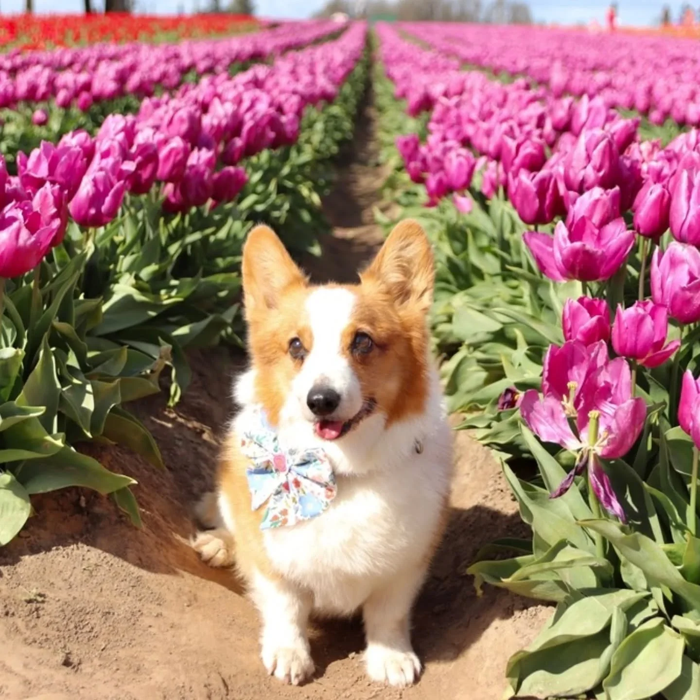 Oh, my Pocket full of sunshine and smiles. It's your first birthday over the Rainbow Bridge. You would be 16. You just barely stuck around for 15 and I'm so grateful for all those extra moments to snuggle you and be your licky mat. You were and will 